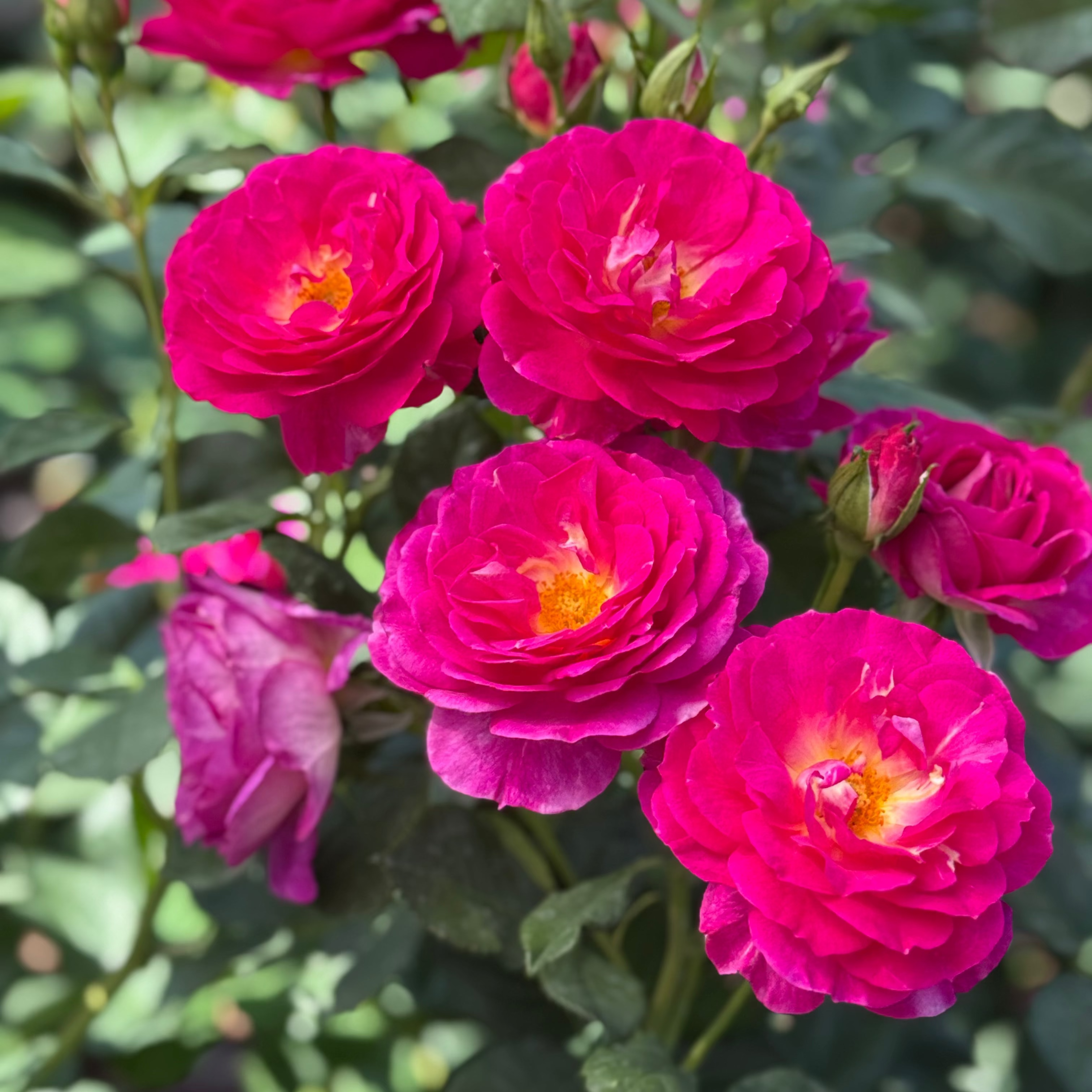 Outta the Blue™ Potted Rose Bush