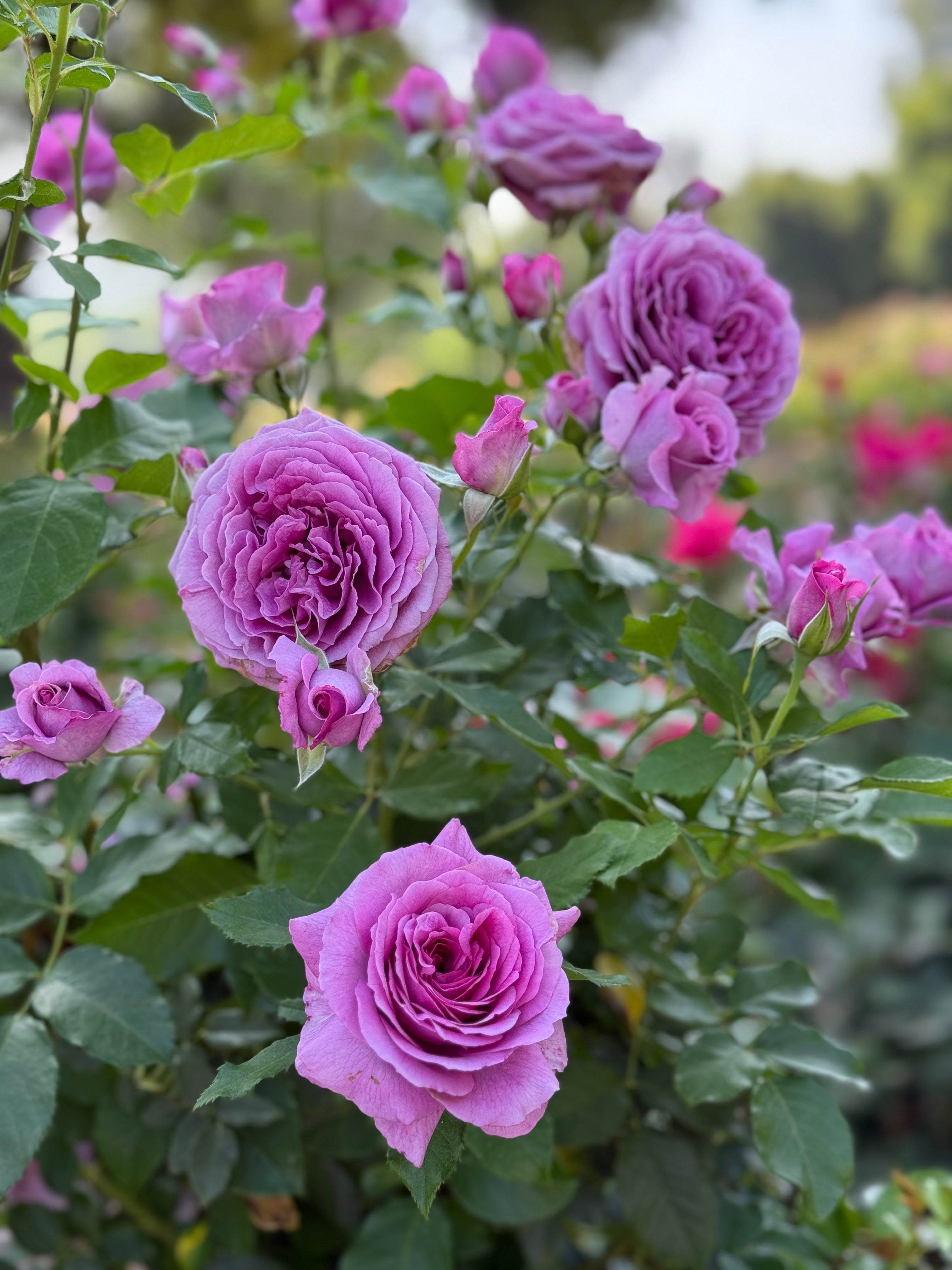 Sweet Madame Blue™ Bare Root Tree Rose
