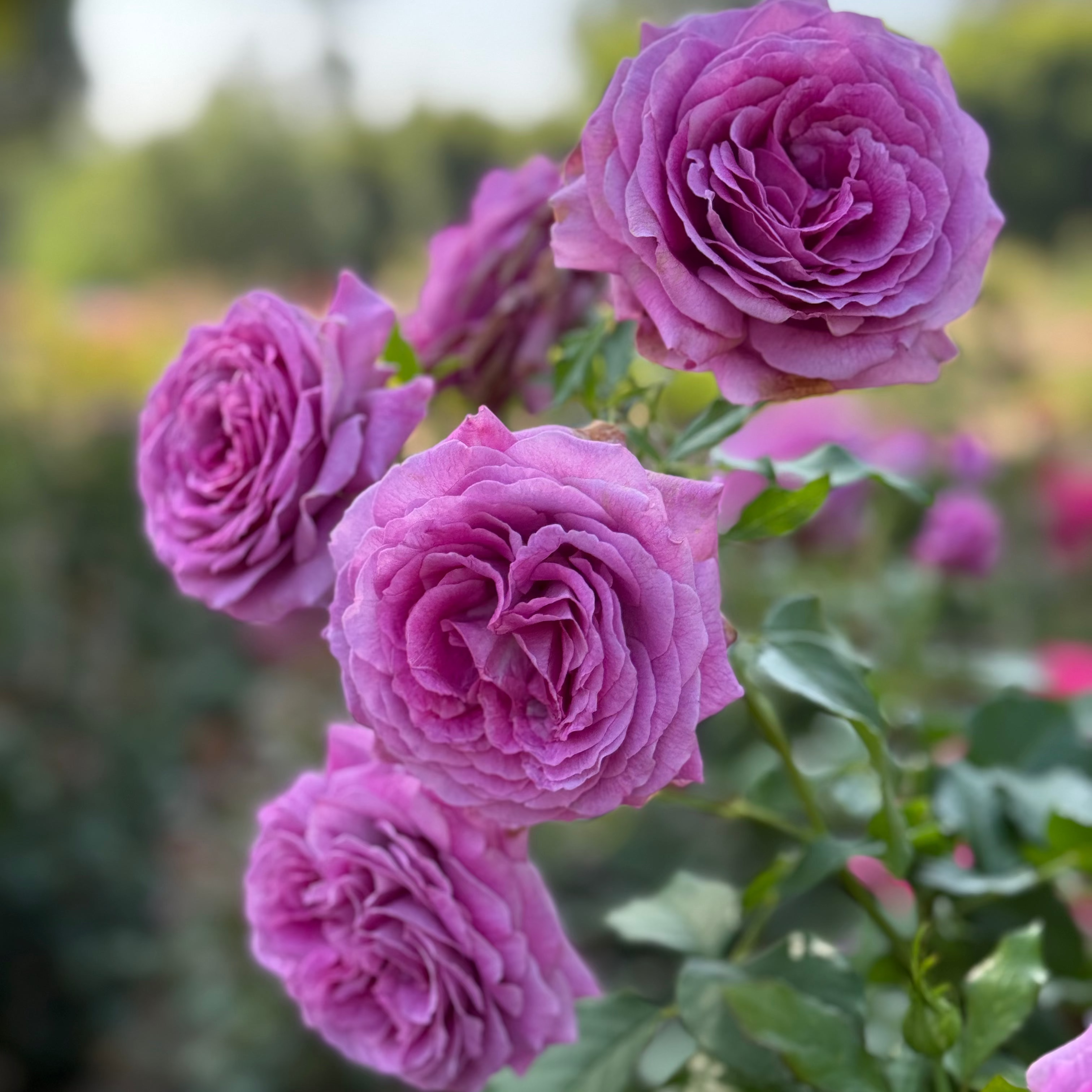 Sweet Madame Blue™ Potted Rose Bush