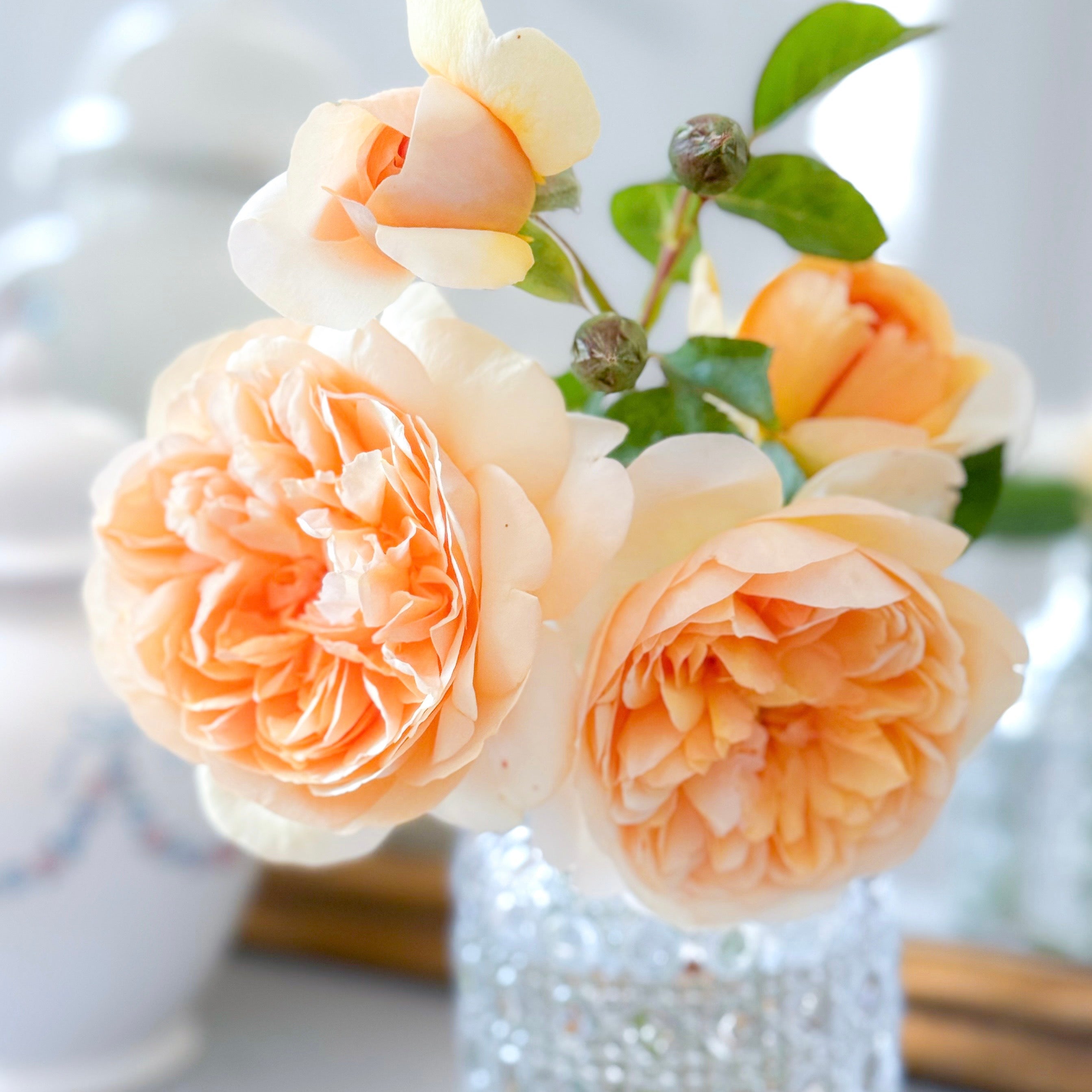 David Austin® Bring Me Sunshine⢠Potted Rose Bush