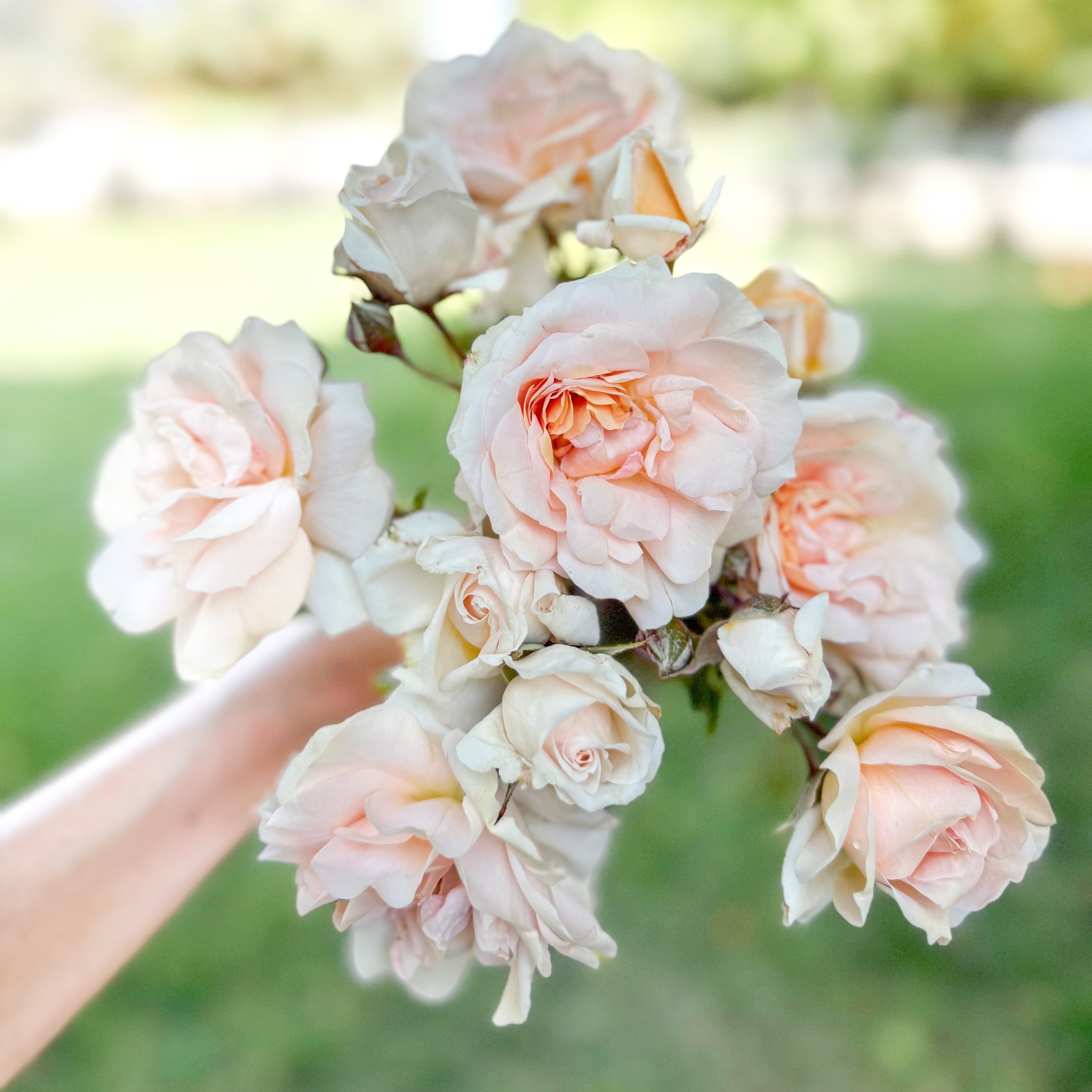 Hand holding a bouquet of light pink roses with a blurred green background