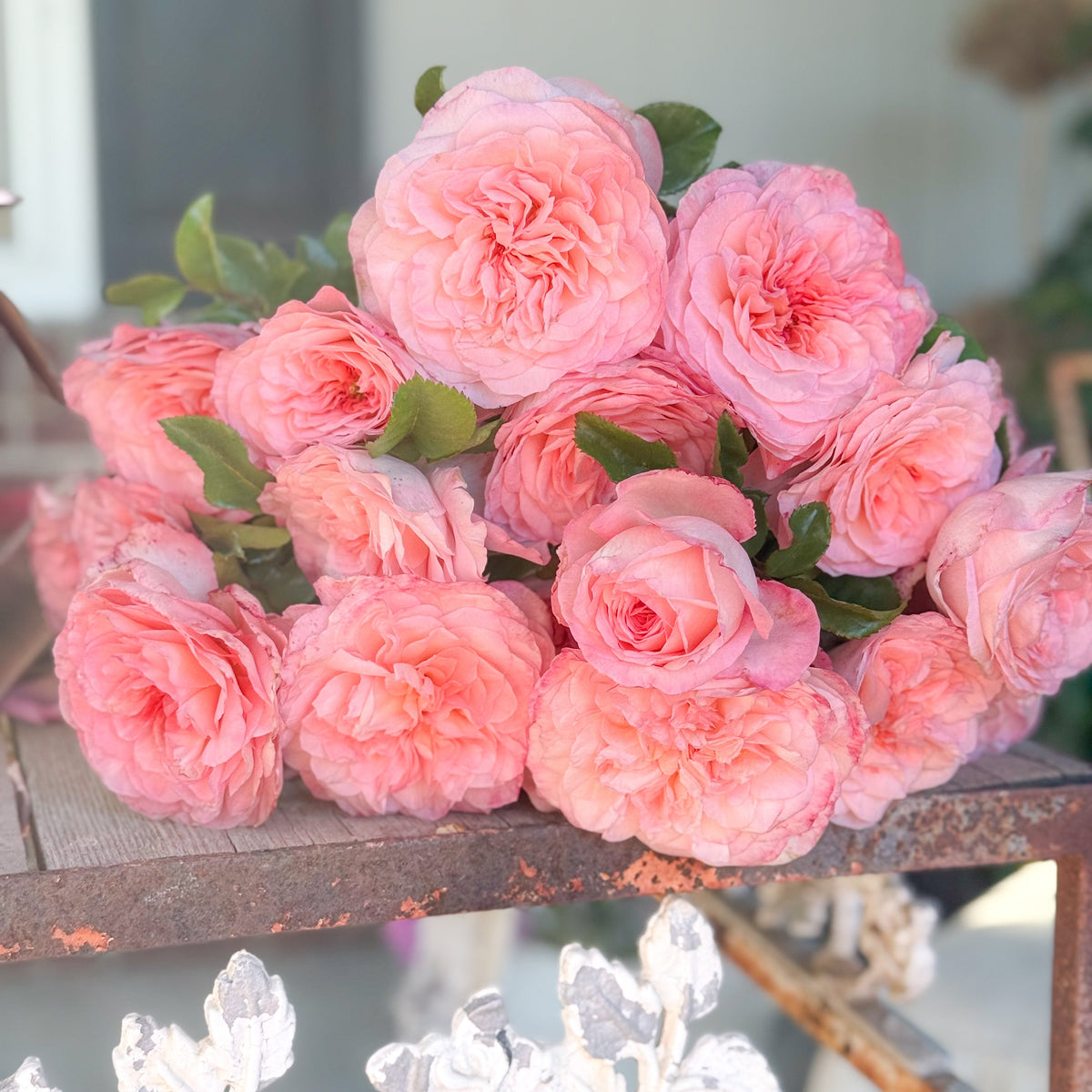 Sunbelt® Savannah™ Bare Root Rose Bush