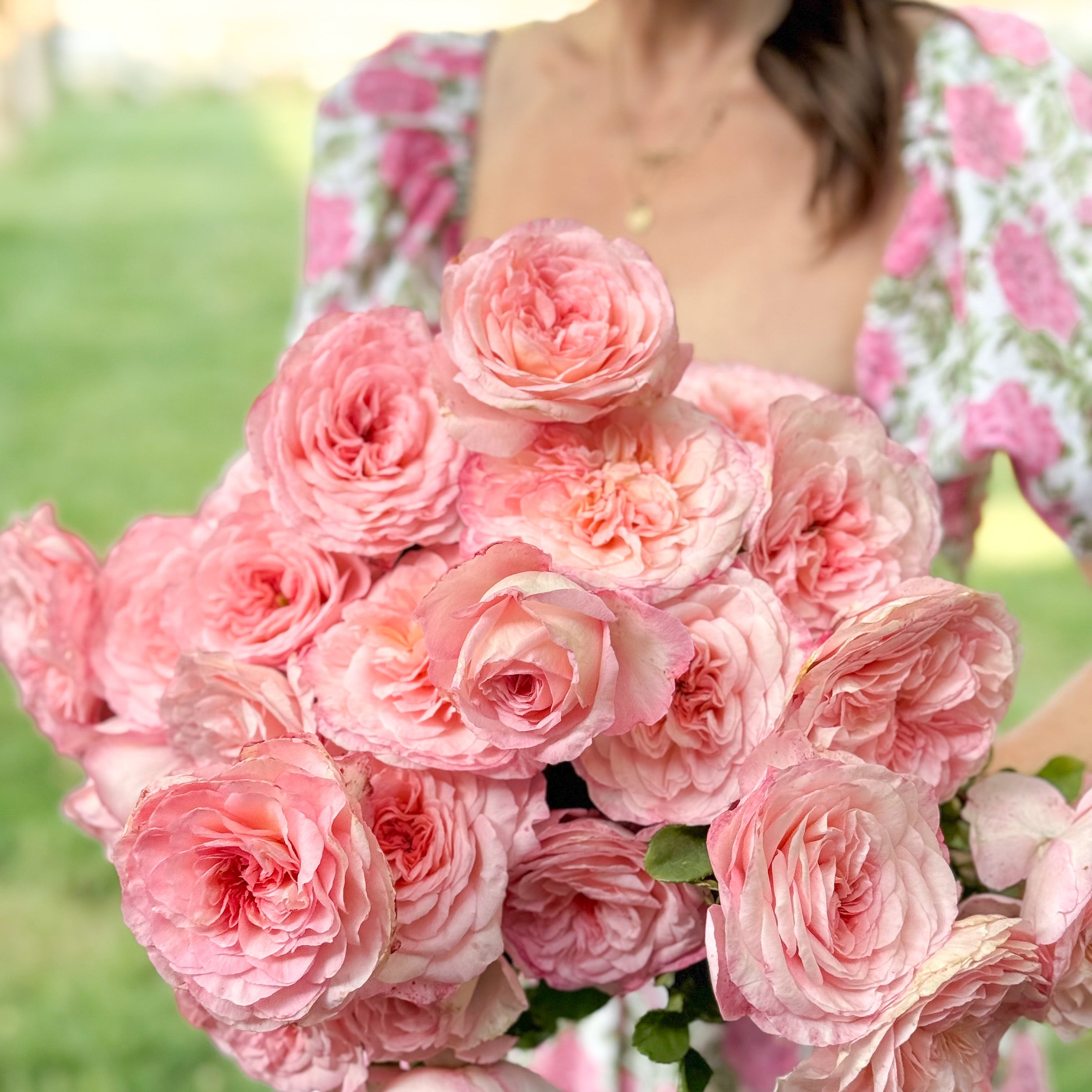 Sunbelt® Savannah™ Bare Root Rose Bush