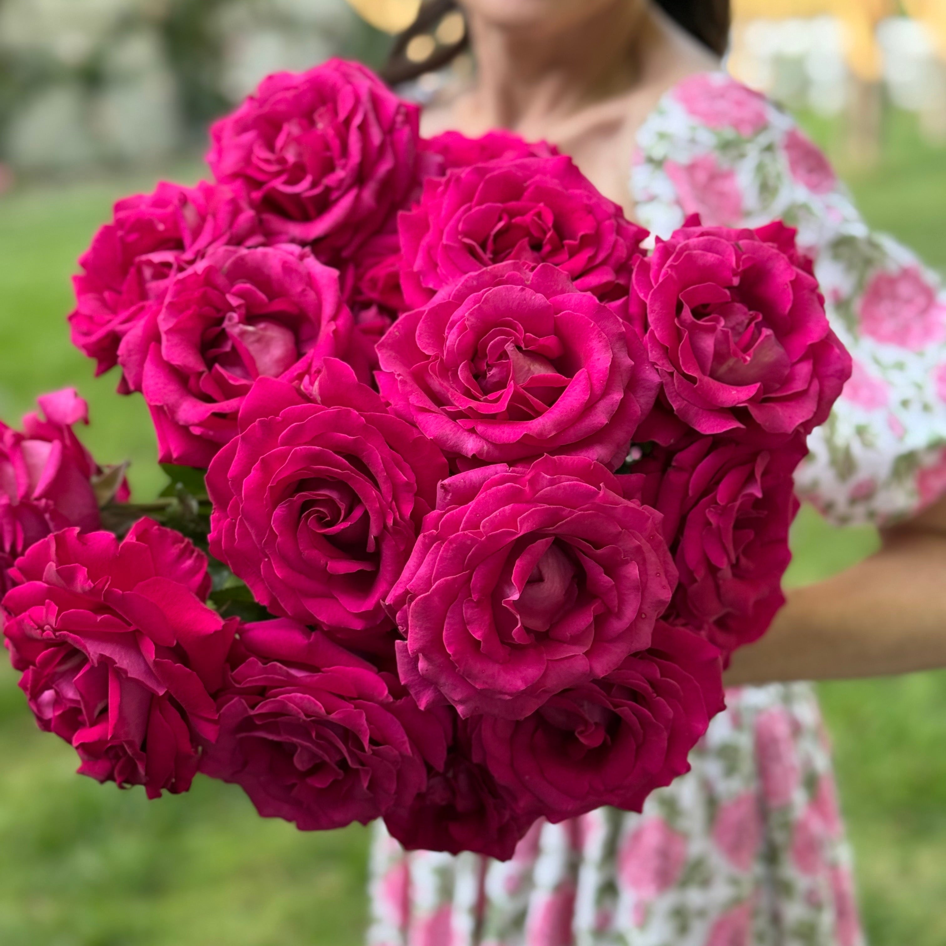 Stiletto™ Bare Root Rose Bush