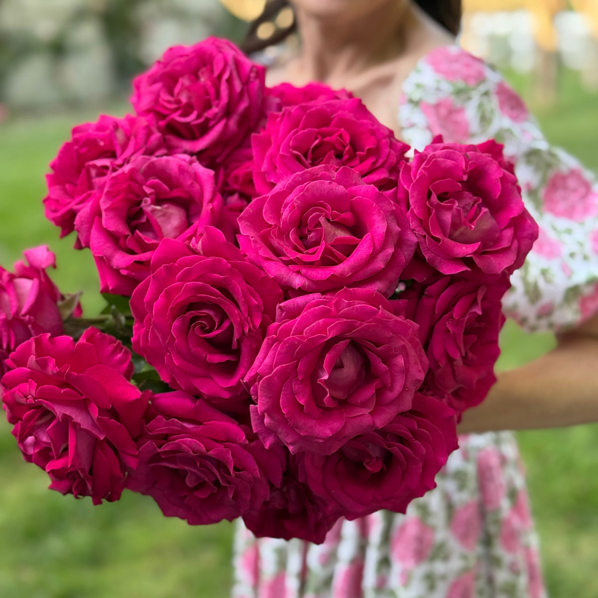 Stiletto™ Bare Root Tree Rose
