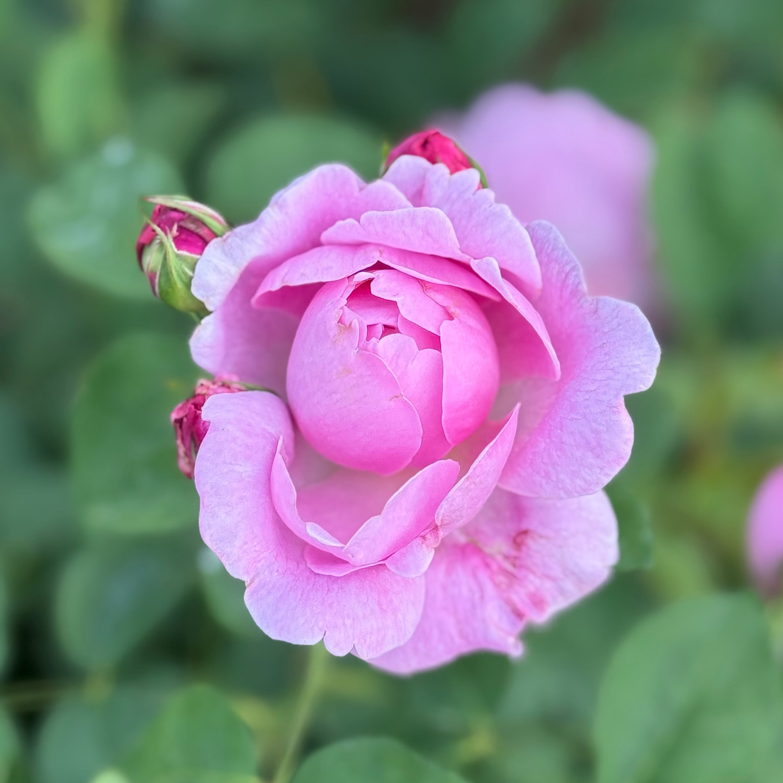 David Austin® Mary Rose® Potted Rose Bush