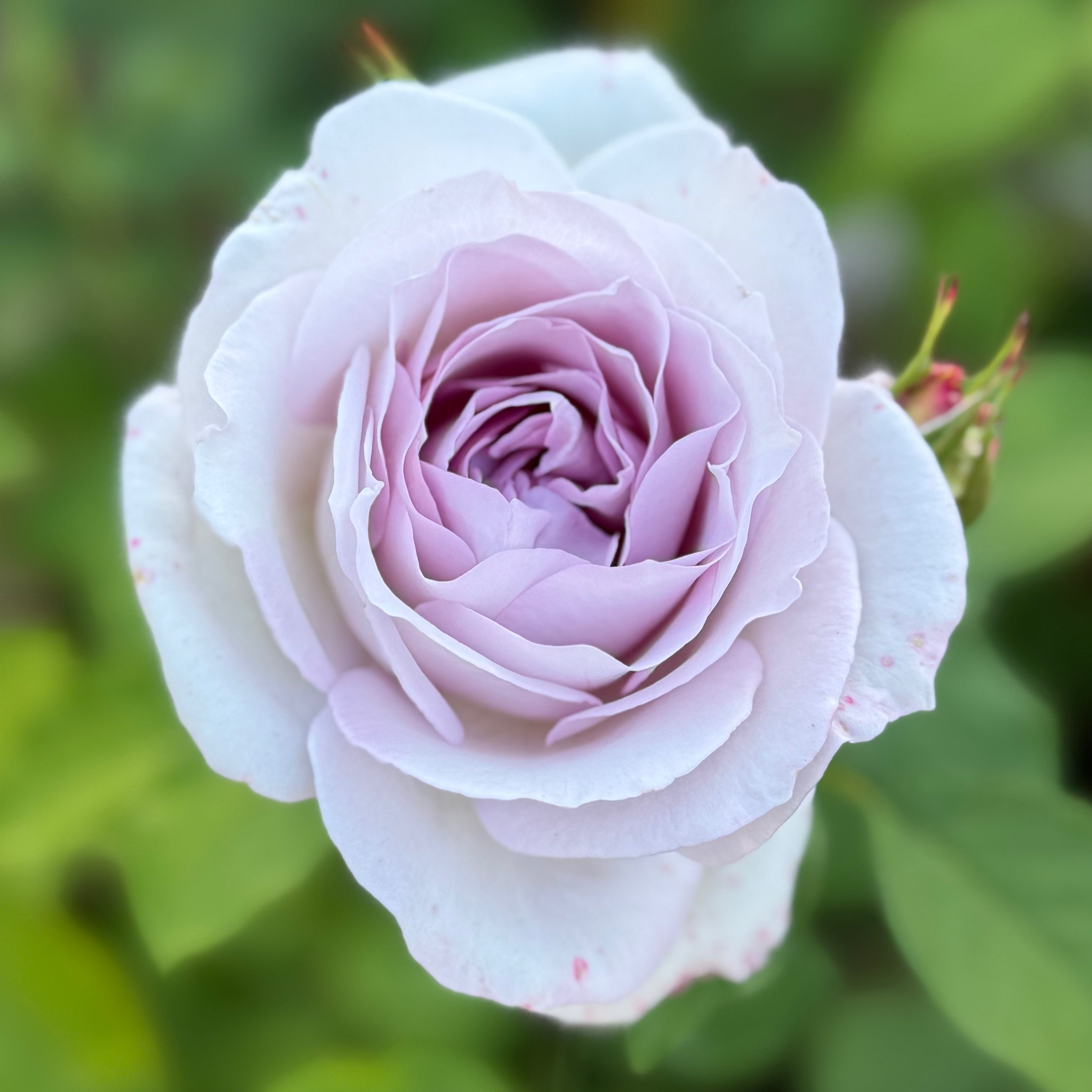 Sterling Silver Potted Rose Bush