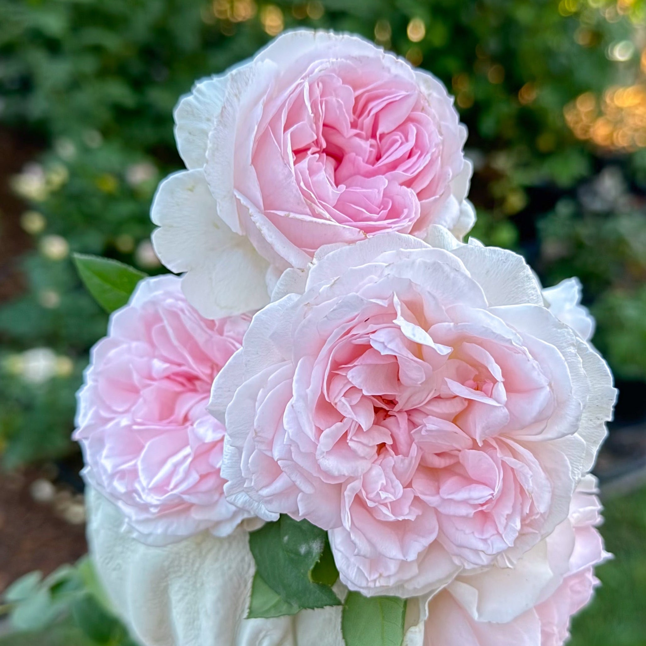 A close-up of a bouquet of light pink and white ruffled roses held in a bright pink gloved hand, with a blurred green garden background.