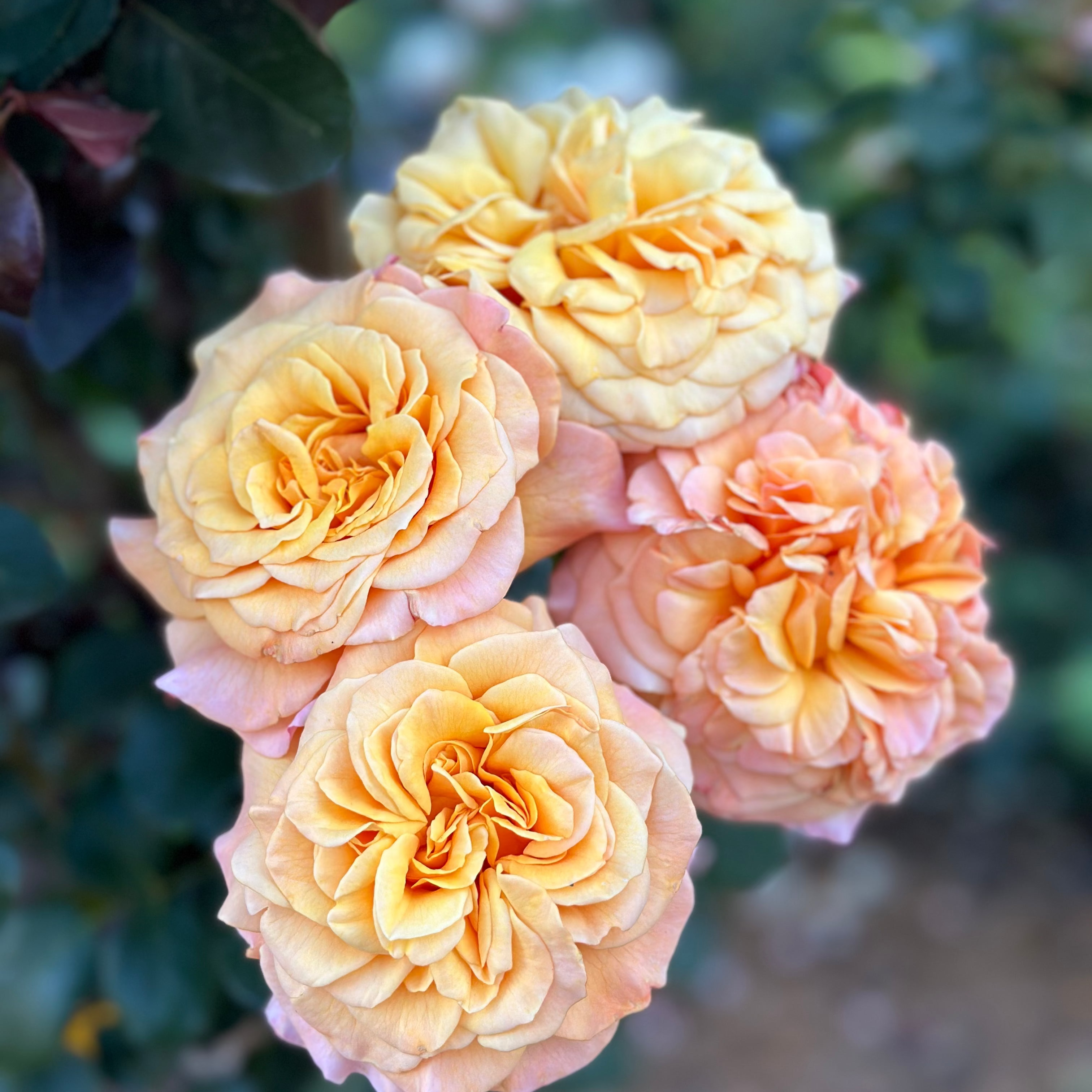 Morning Glow™ Bare Root Rose Bush