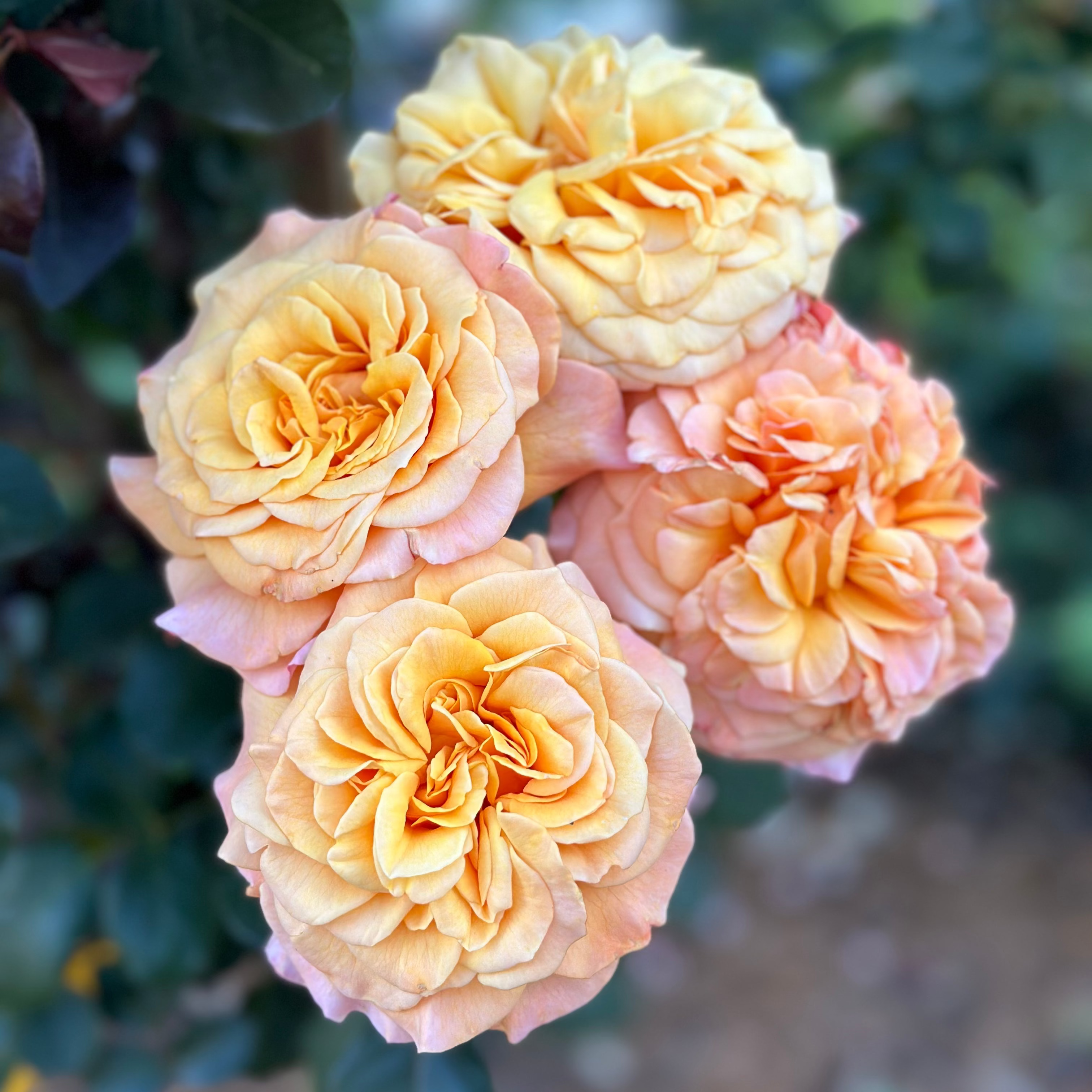 Morning Glow™ Bare Root Tree Rose
