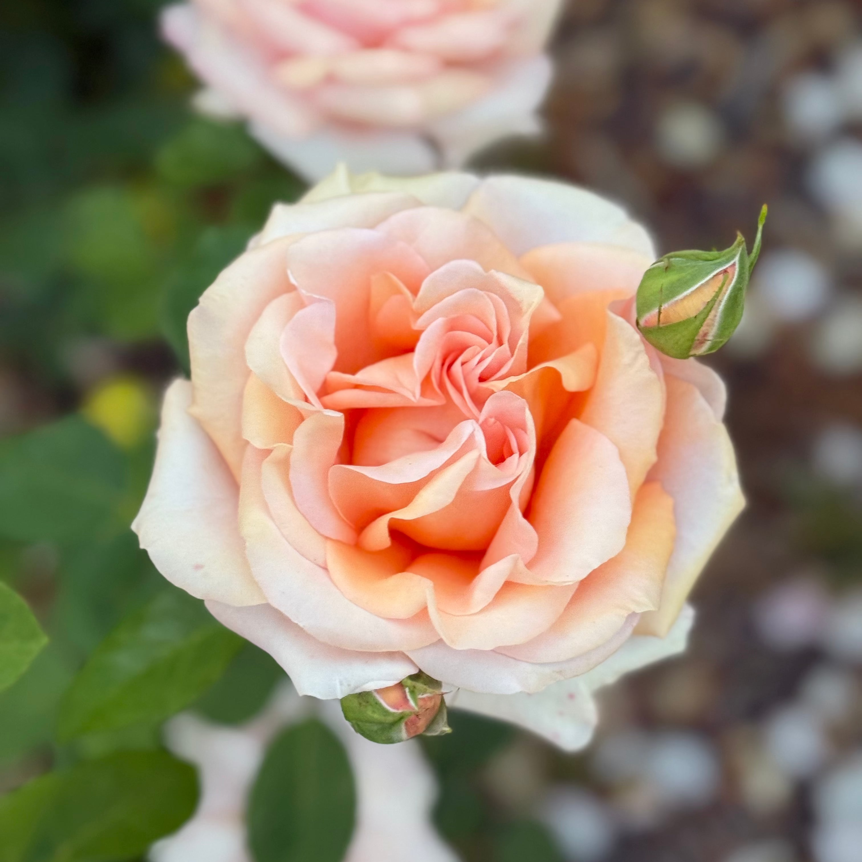 Sunset Celebration Potted Rose Bush