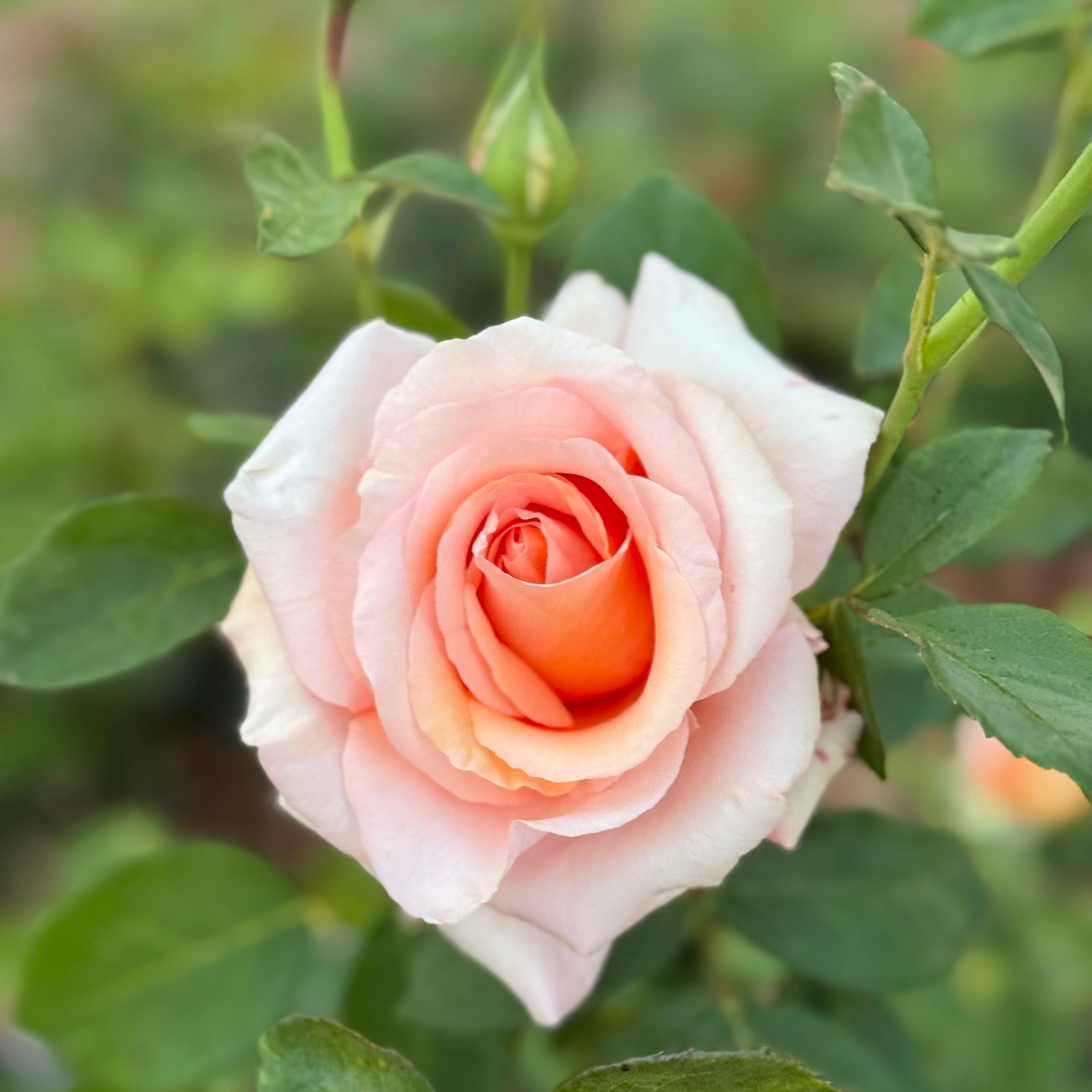 Sunset Celebration Bare Root Rose Bush