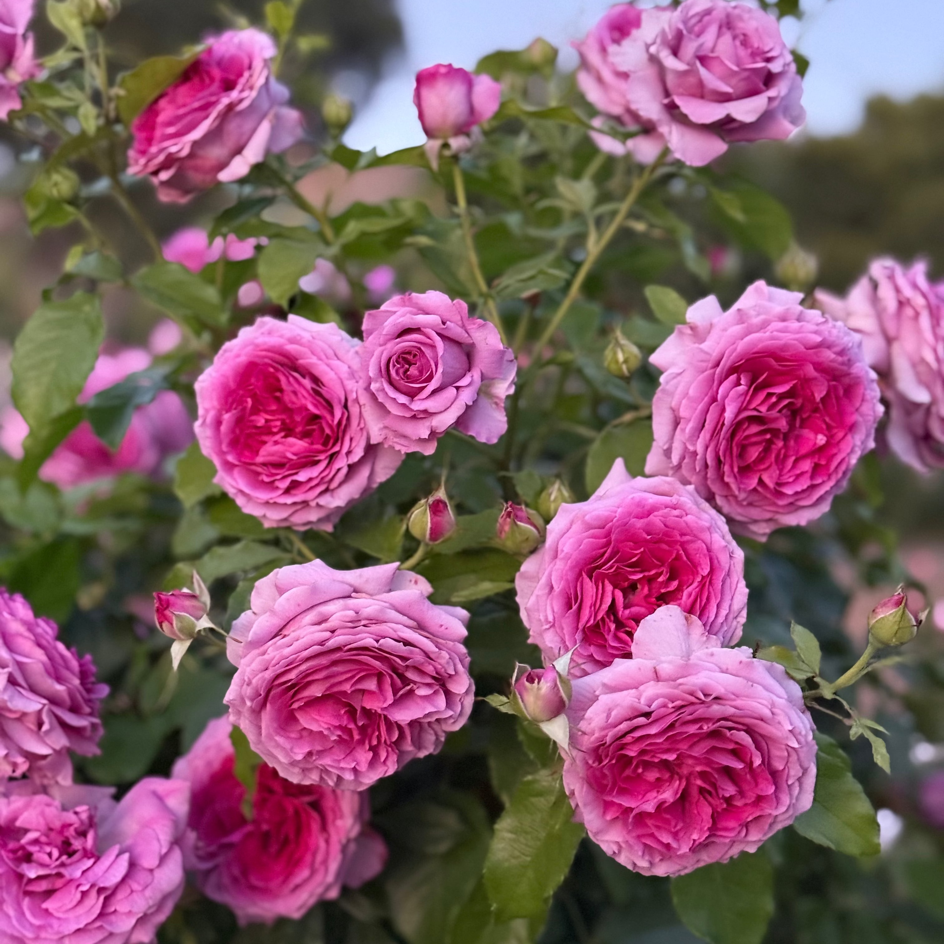 Sweet Madame Blue™ Bare Root Rose Bush