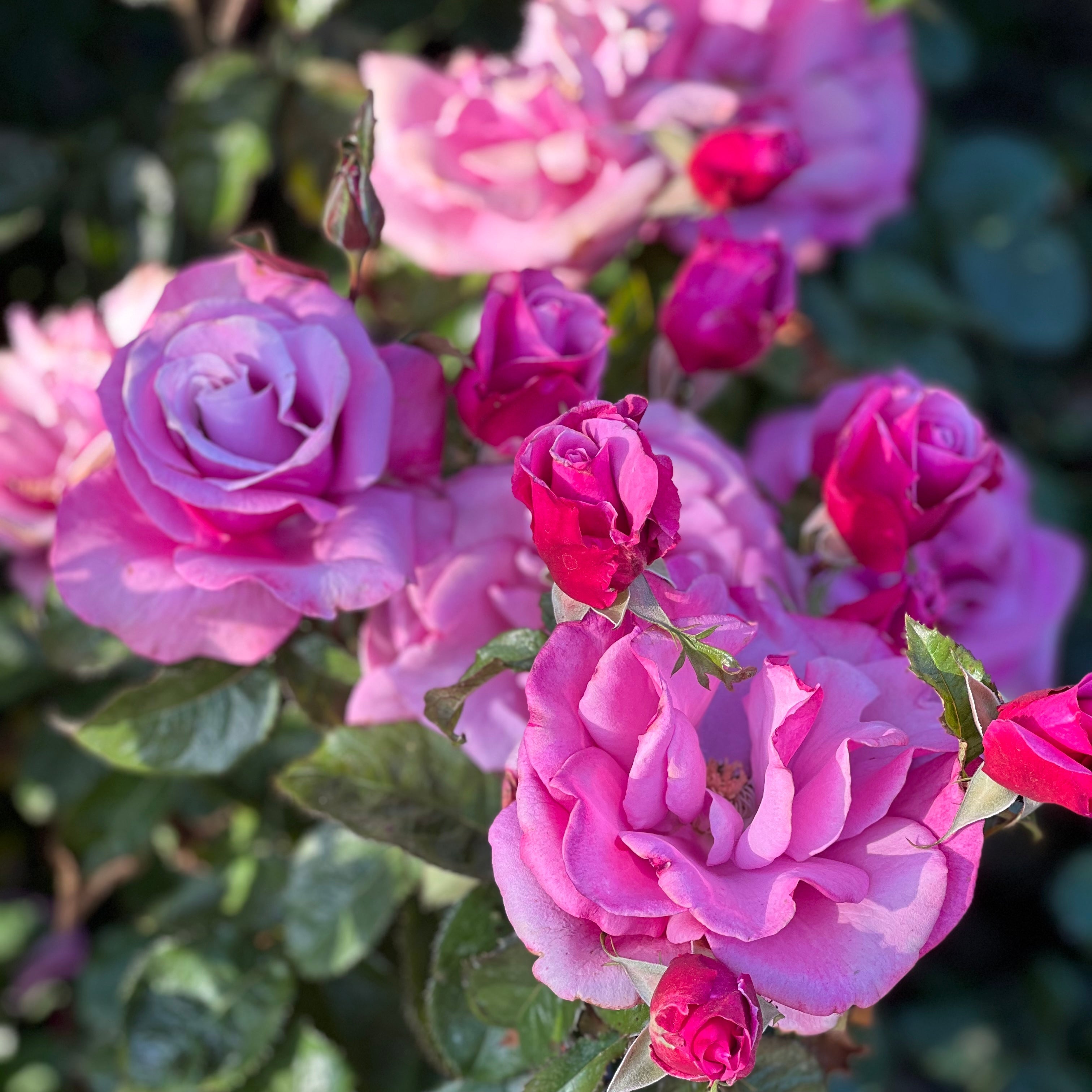 Barbra Streisand® Potted Tree Rose