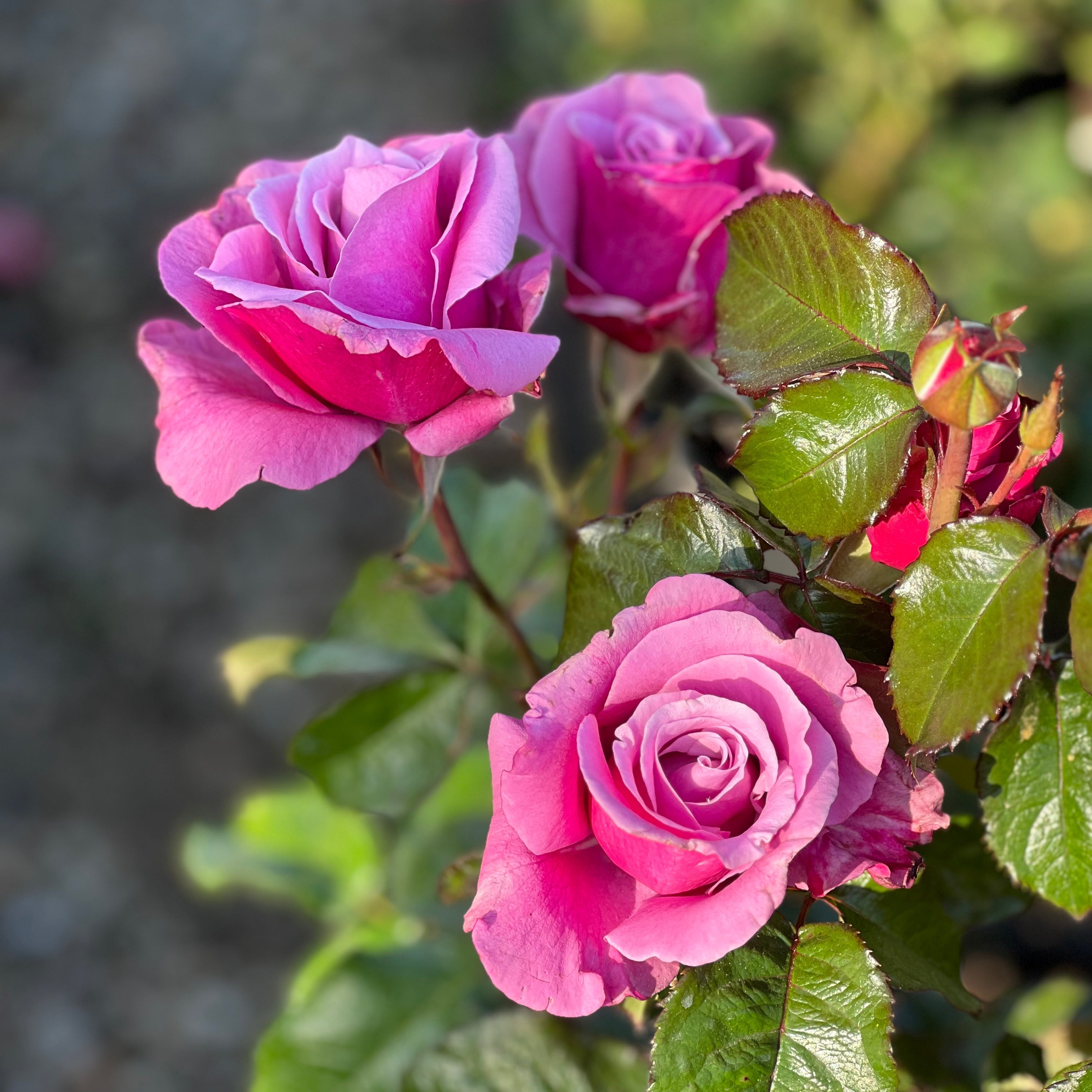 Grande Dame ™ Potted Rose Bush