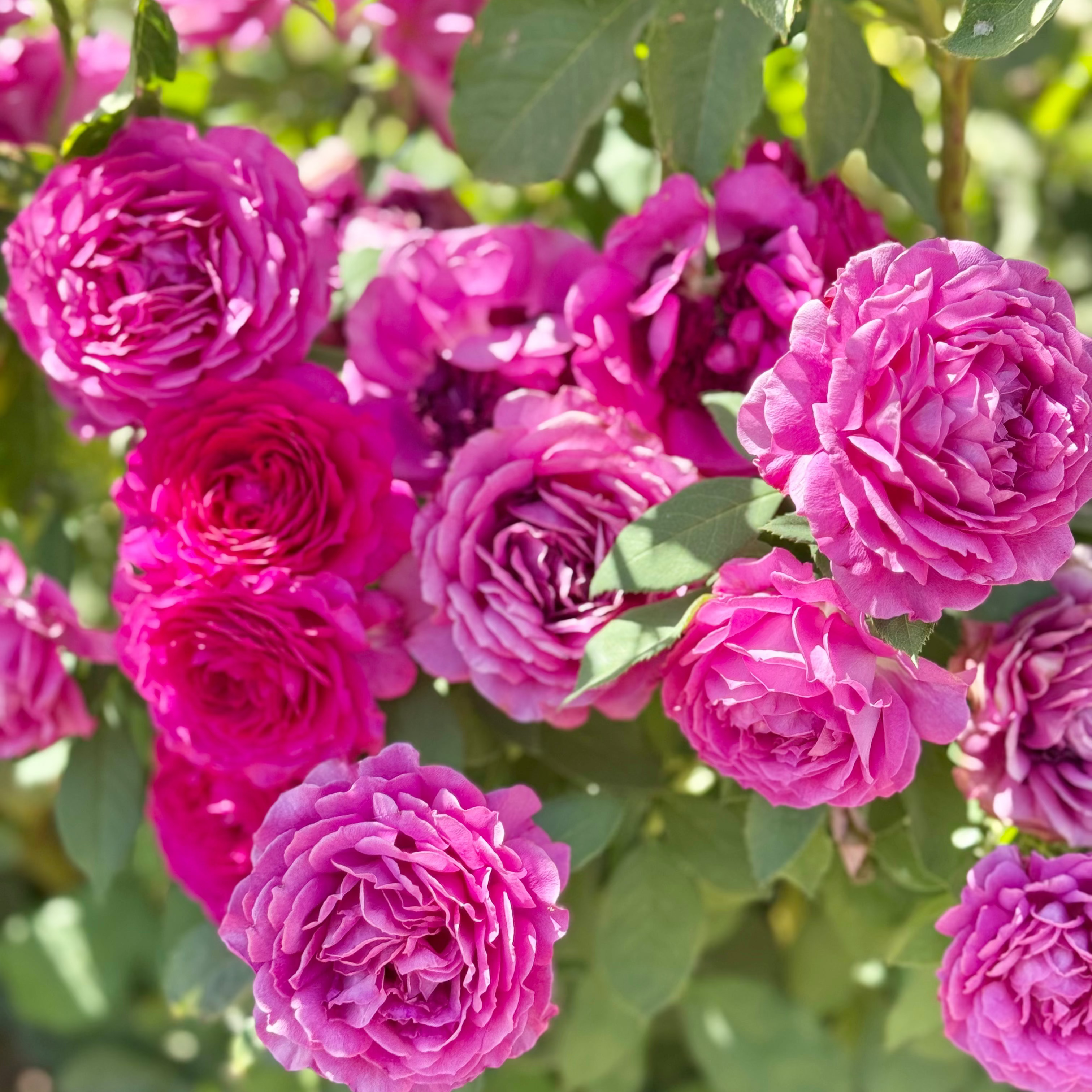 Light Years Away Potted Rose Bush