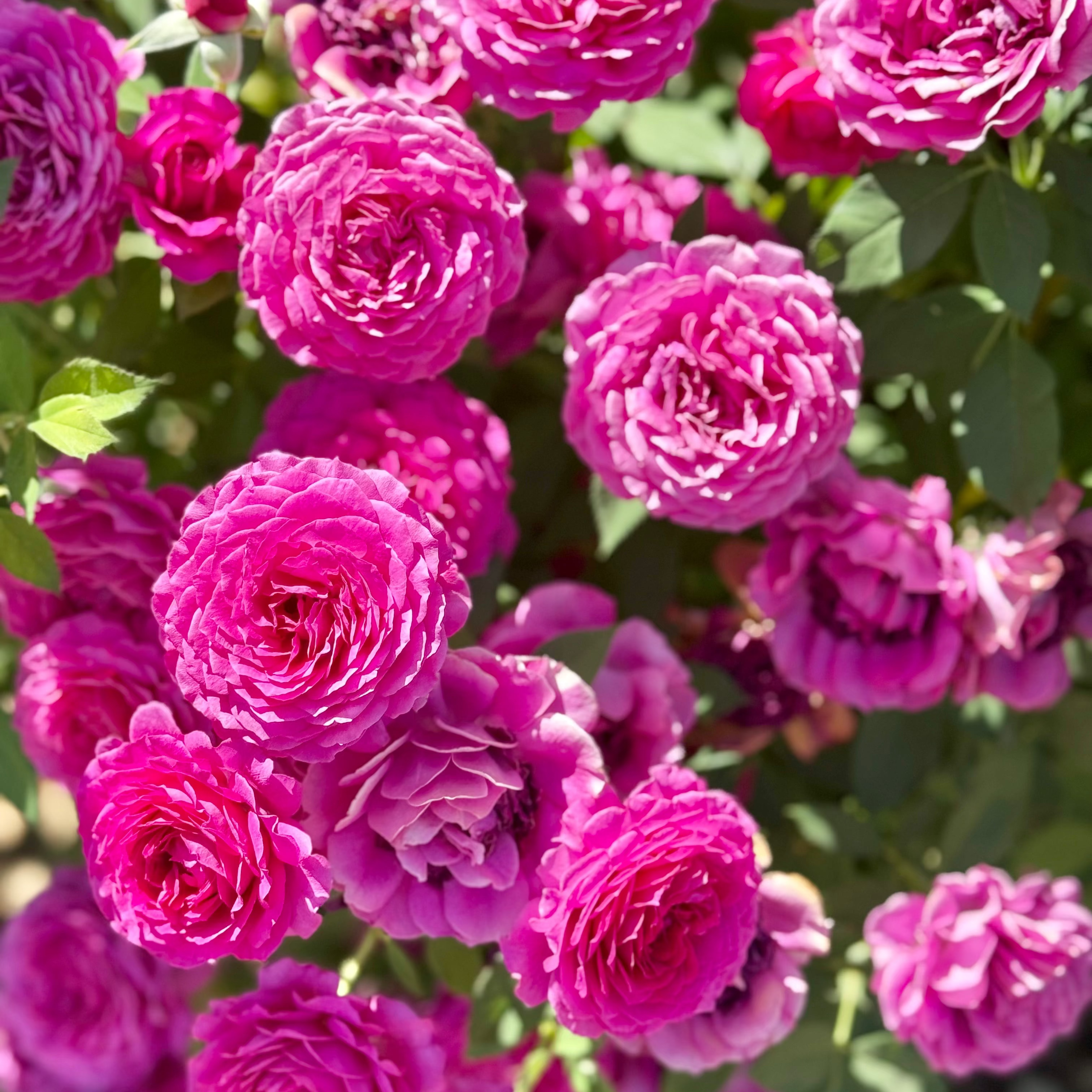 Light Years Away Potted Rose Bush