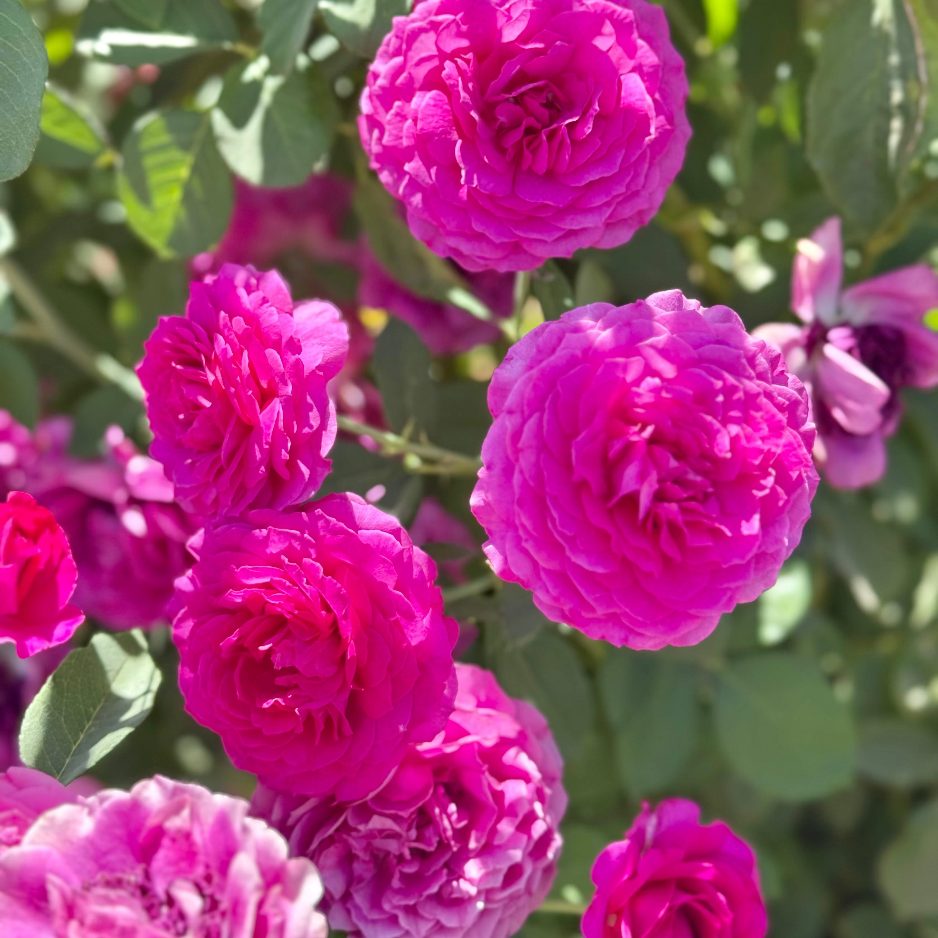 Light Years Away Potted Rose Bush