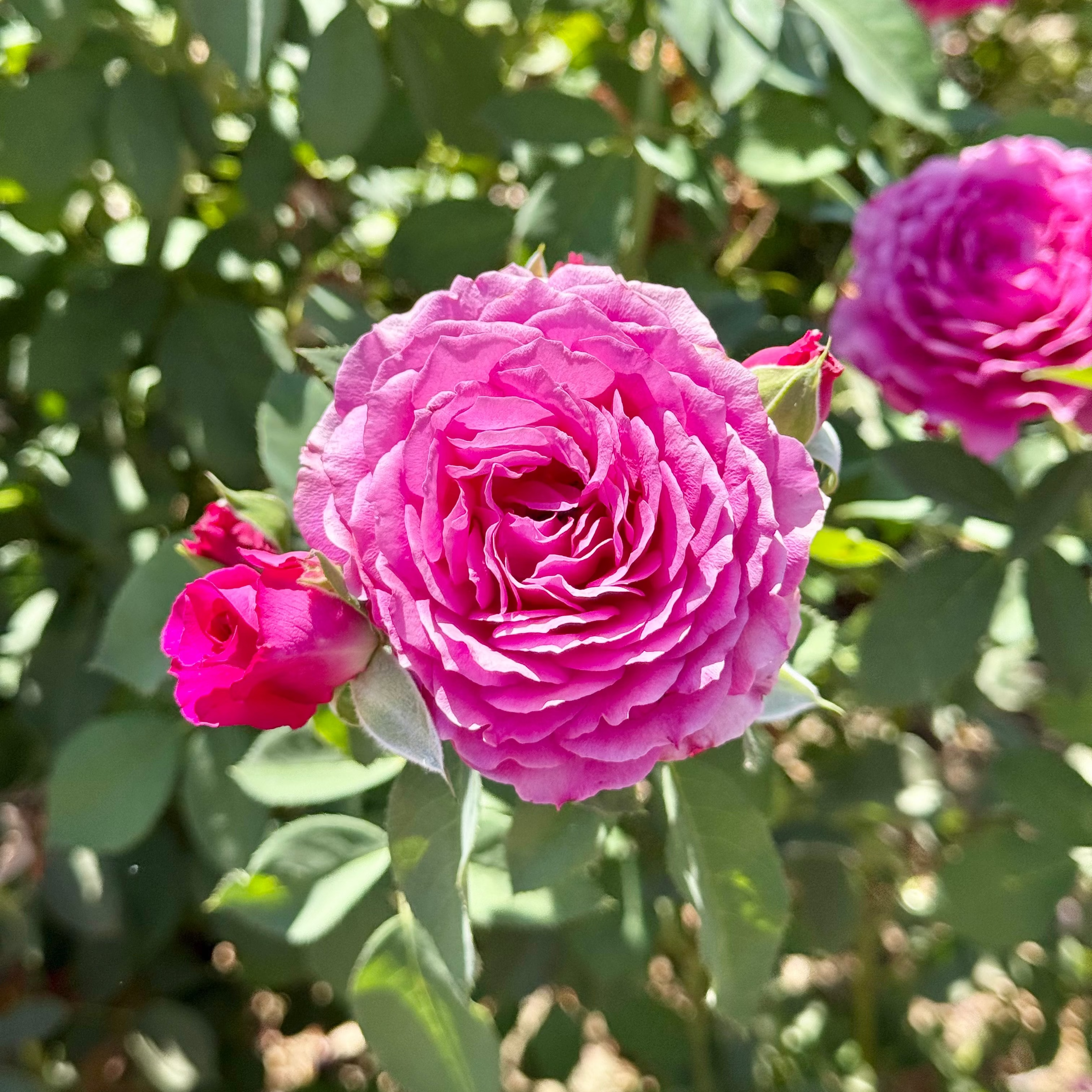 Light Years Away Potted Rose Bush