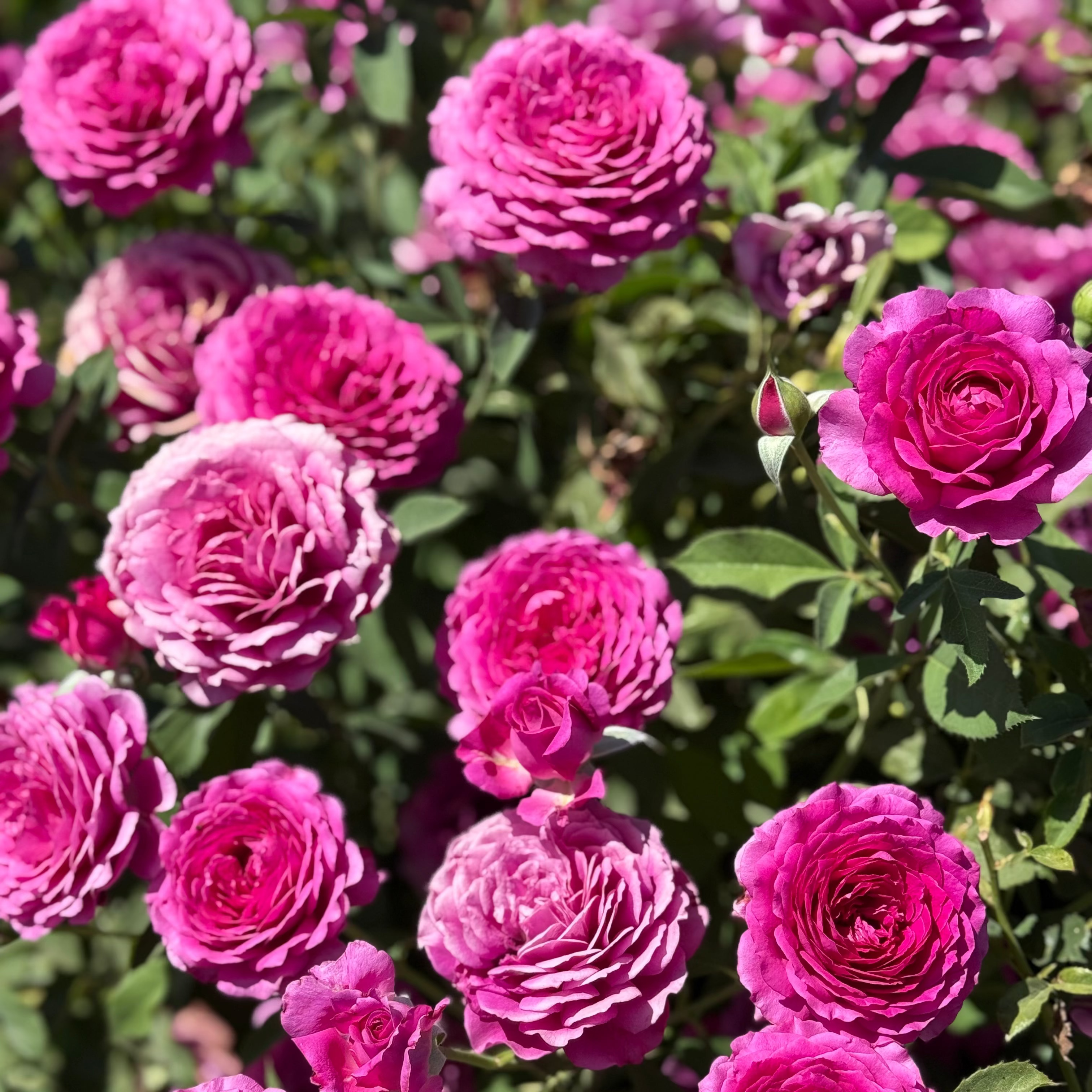 Light Years Away Potted Rose Bush