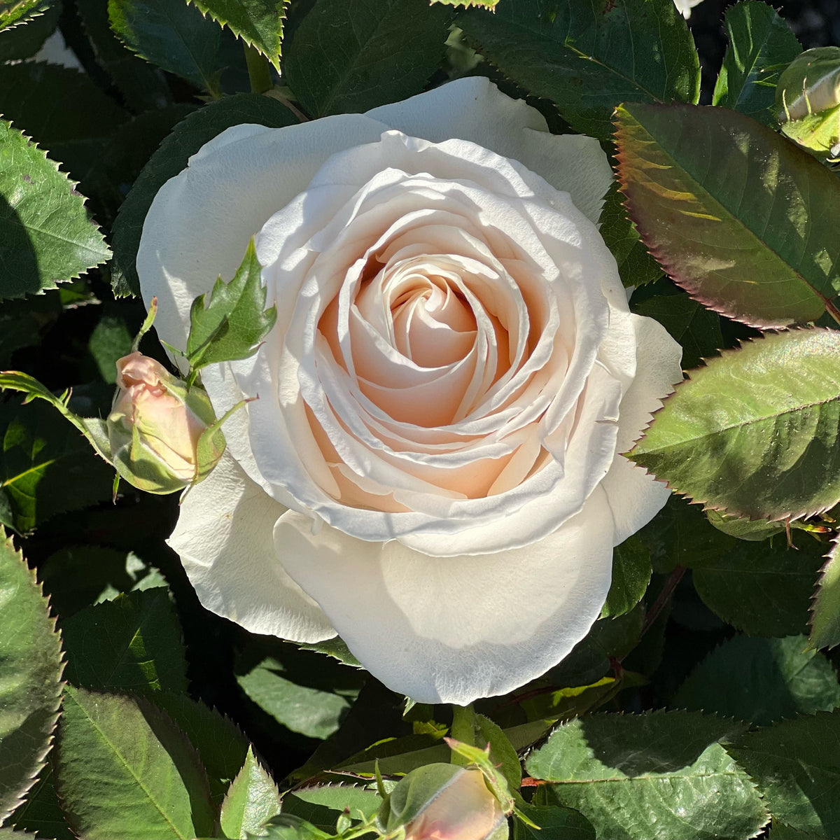 Easy Spirit™ Bare Root Rose