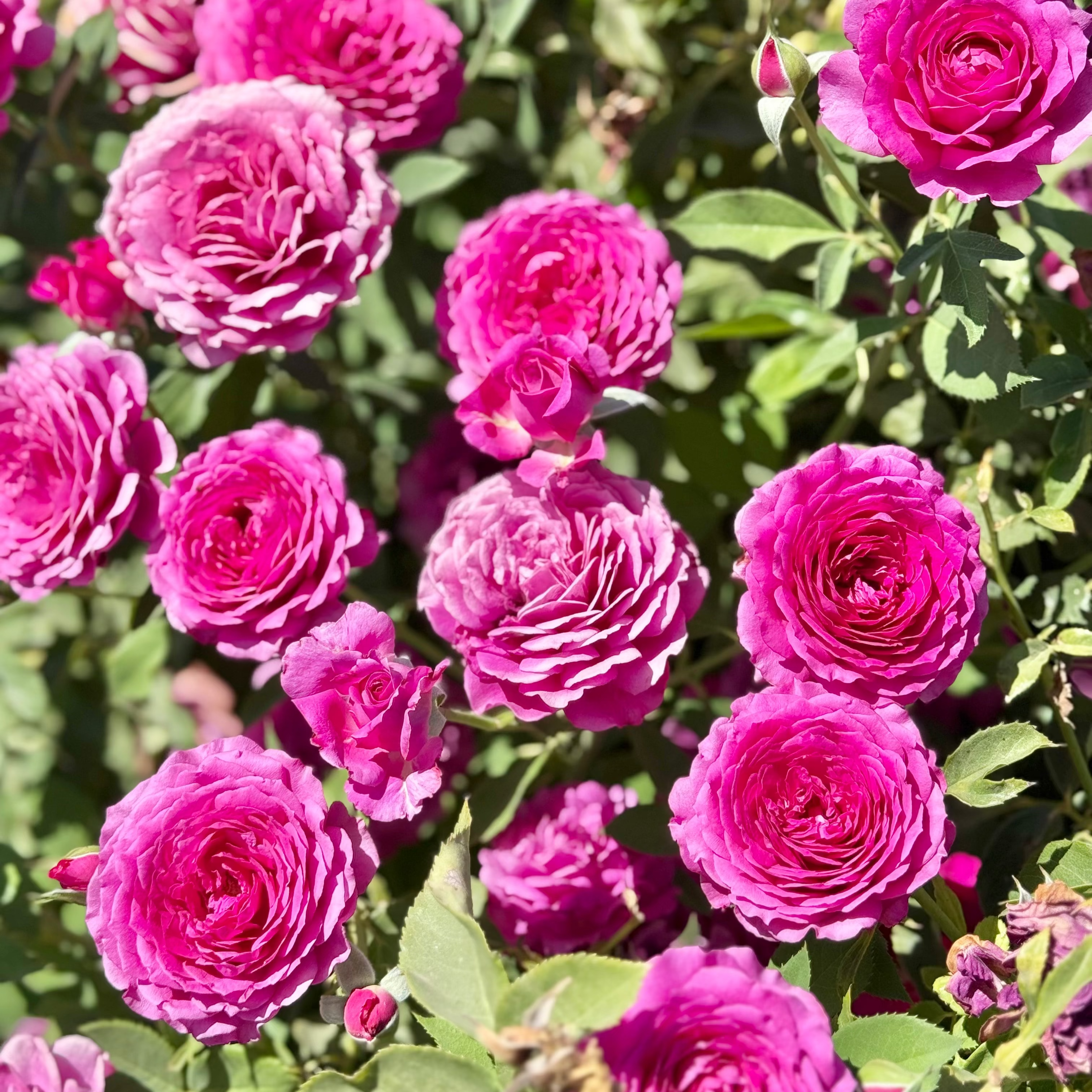 Light Years Away Potted Rose Bush