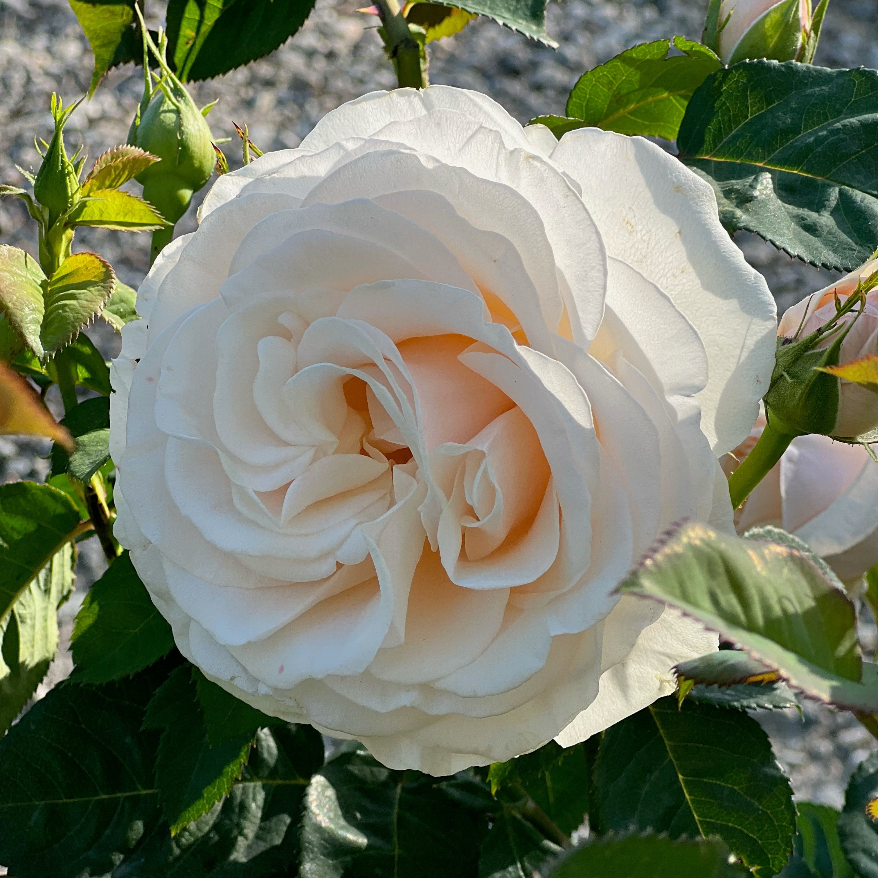 Easy Spirit™ Potted Rose Bush