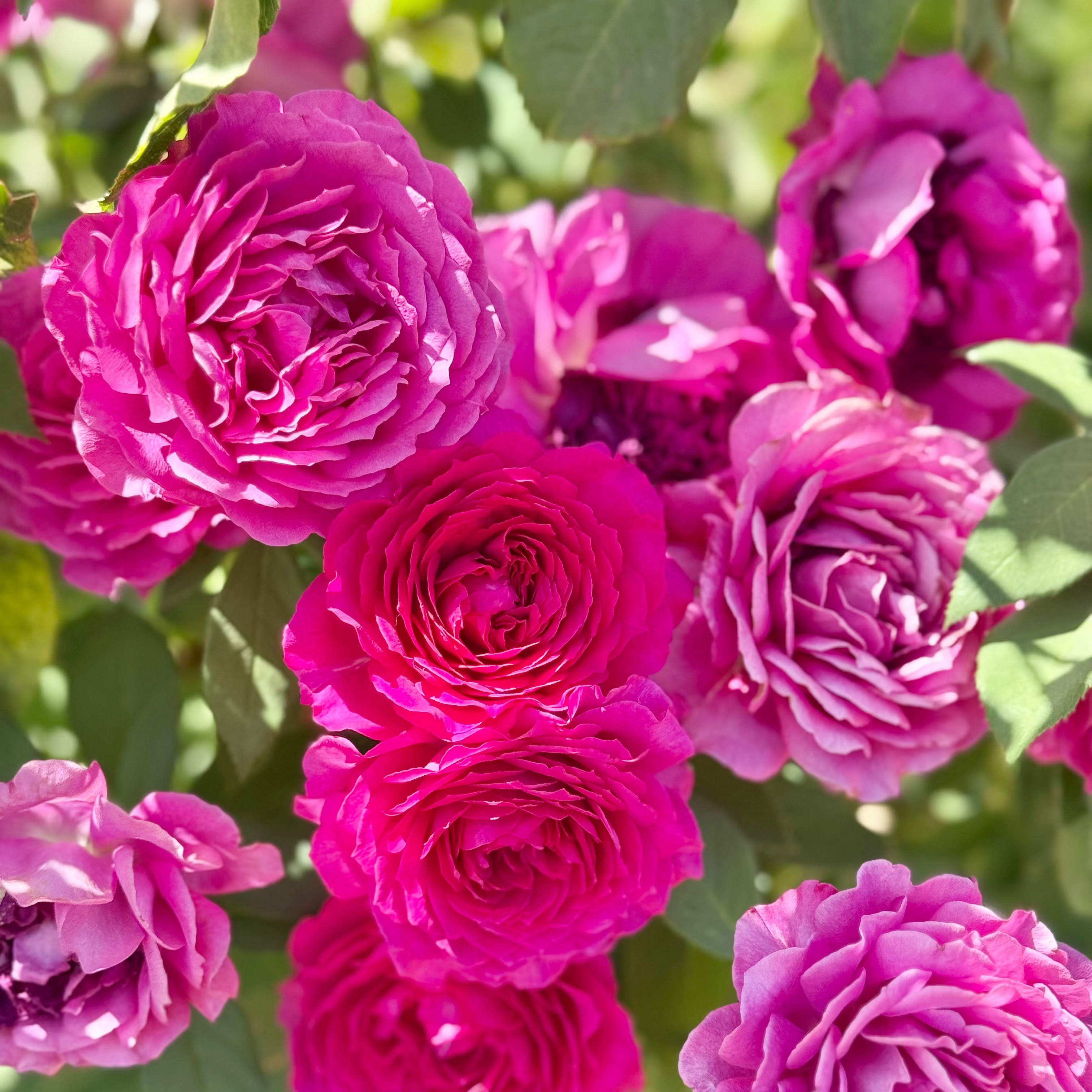 Light Years Away Potted Rose Bush