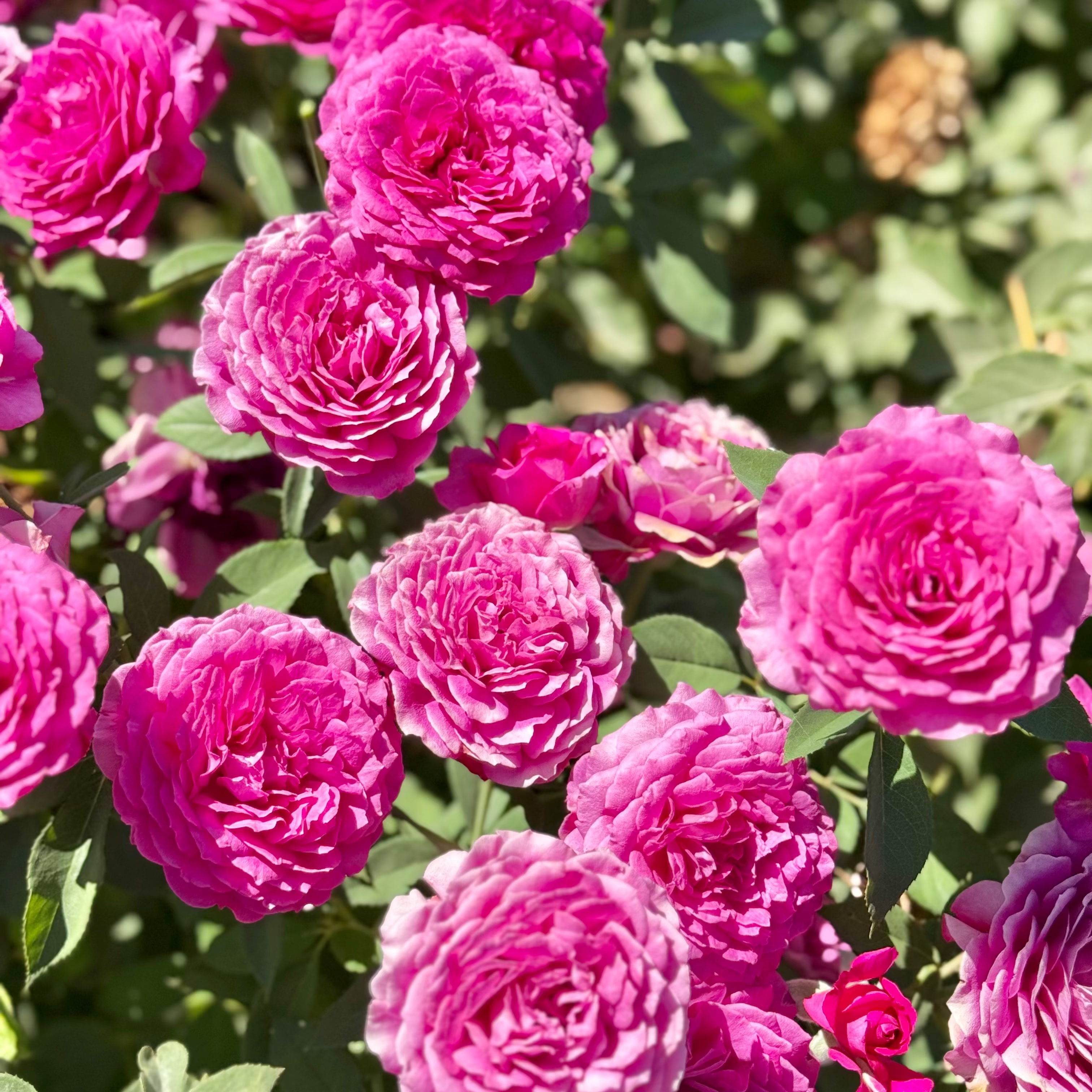 Close-up of pink flowers with green leaves in the background