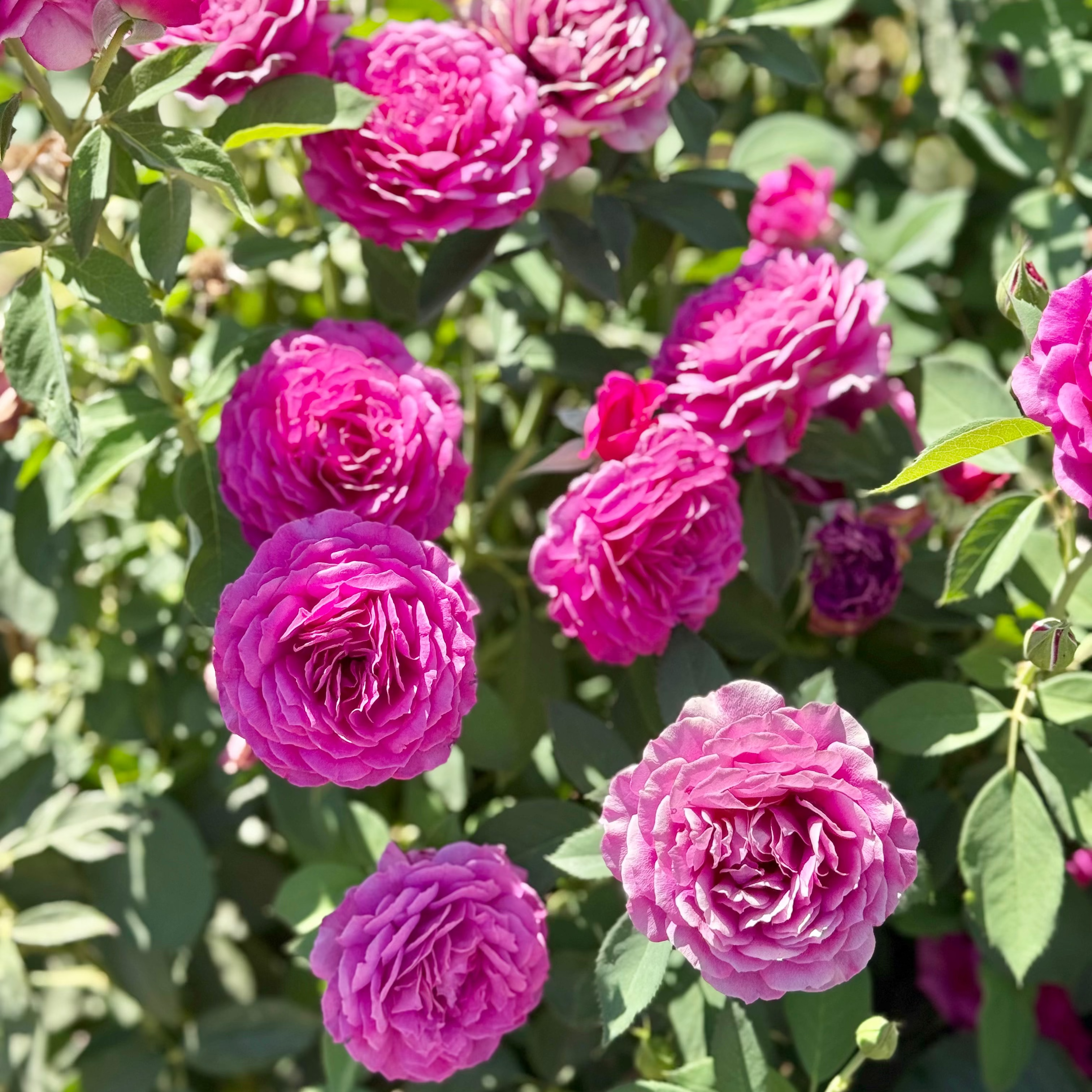 Light Years Away Potted Rose Bush