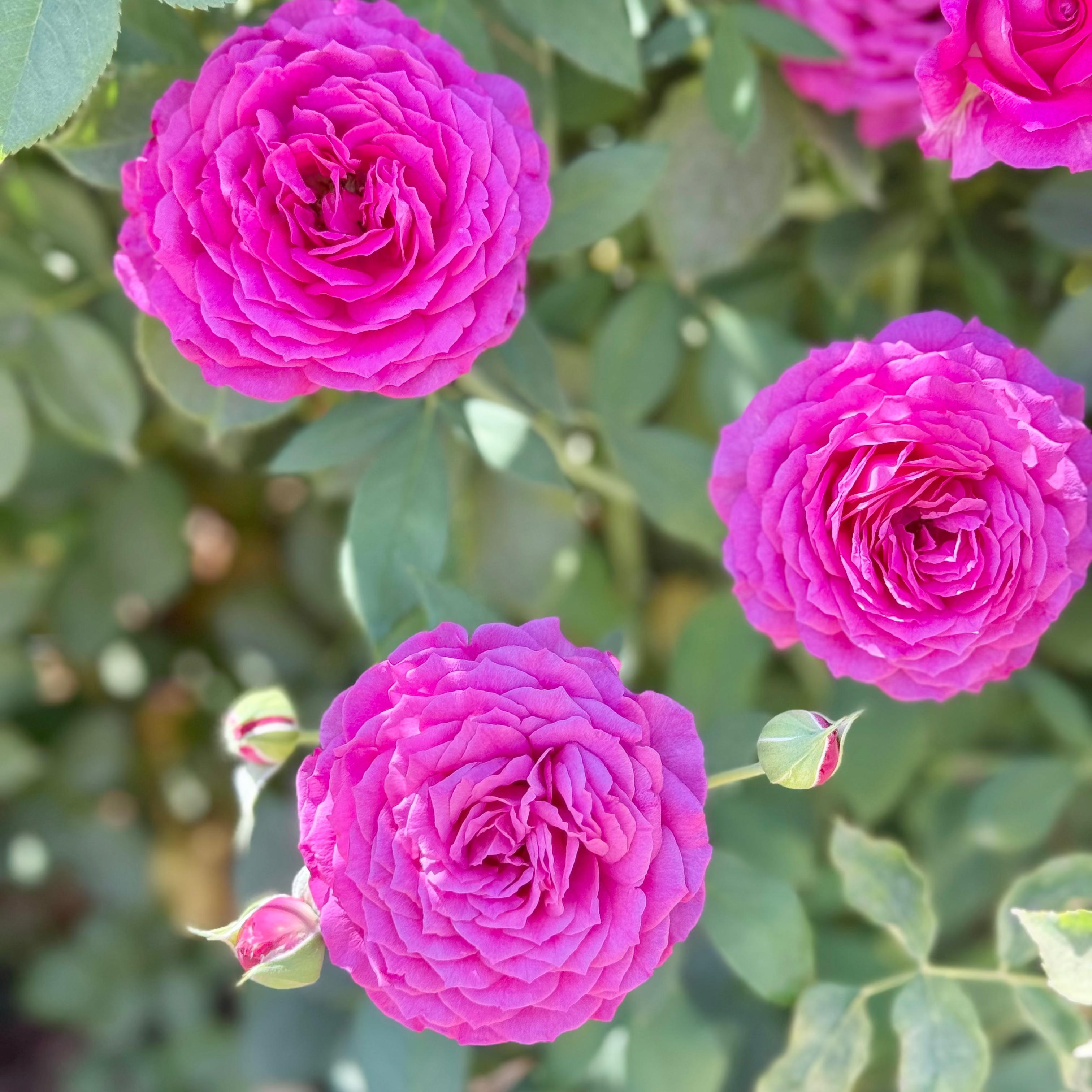 Light Years Away Potted Rose Bush