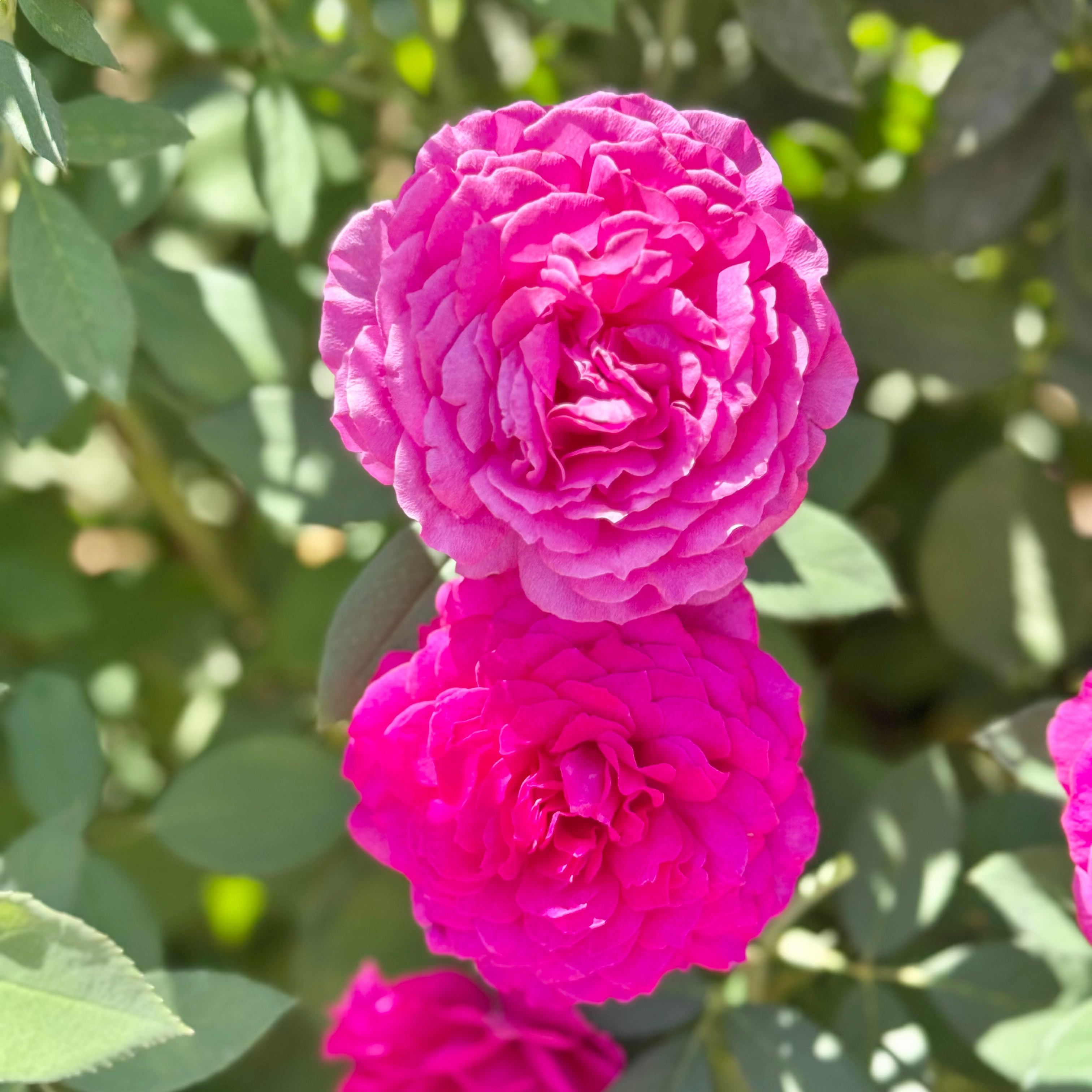 Light Years Away Potted Rose Bush