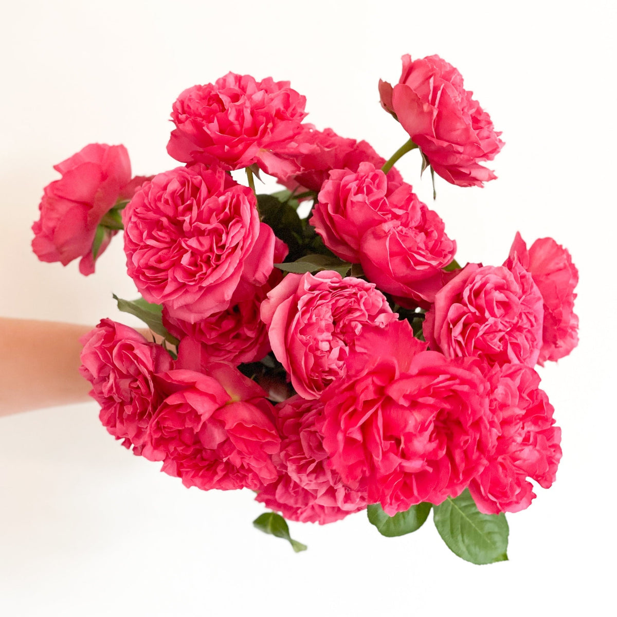 Traviata® Pink Potted Rose Bush