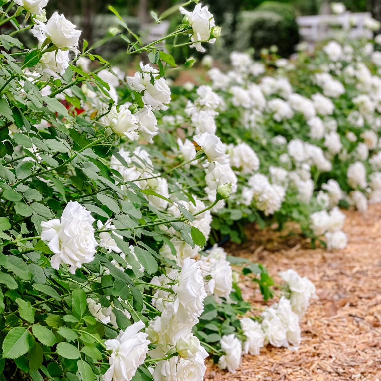 Pope John Paul II Potted Tree Rose