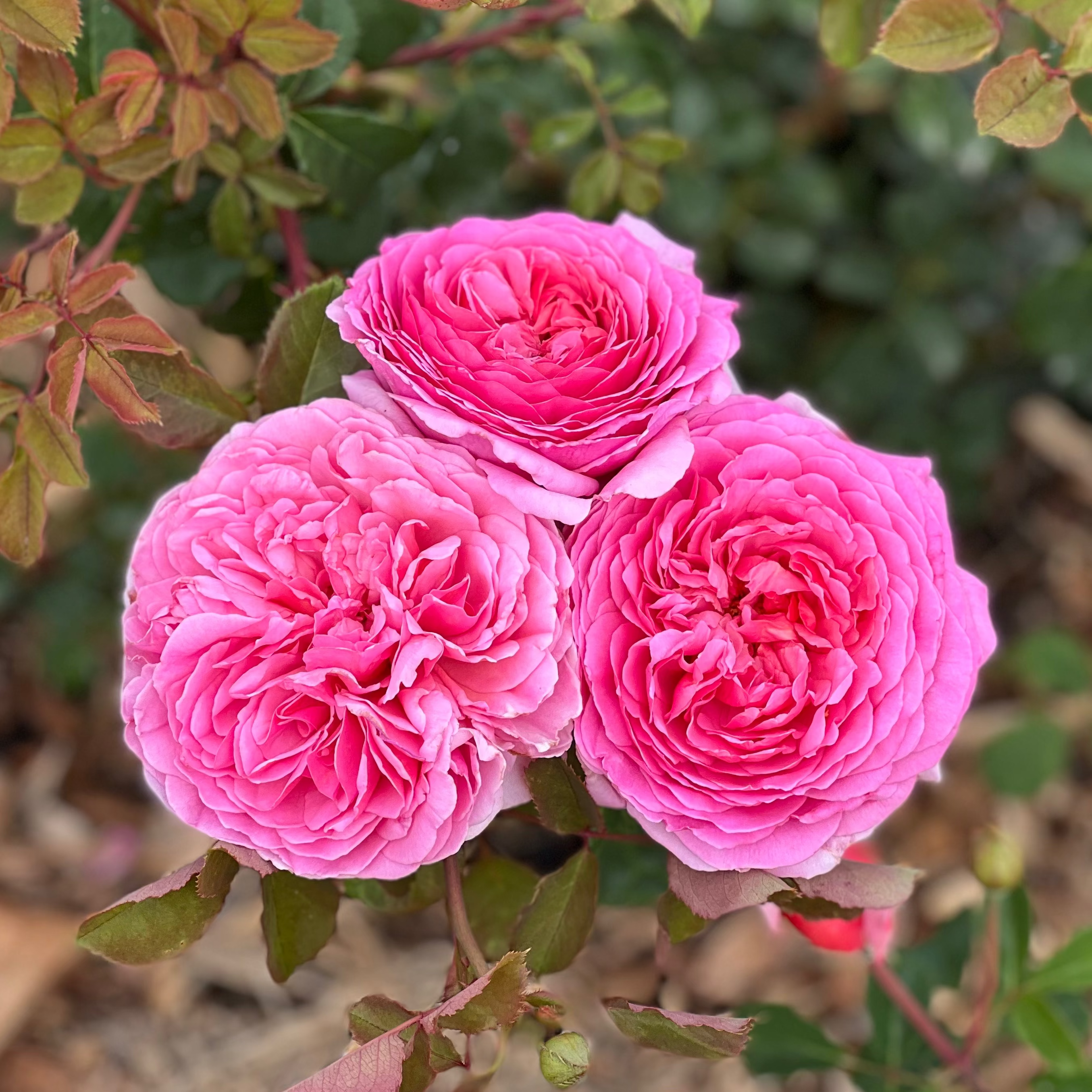 David Austin® Princess Alexandra of Kent Rose™ Potted Rose Bush
