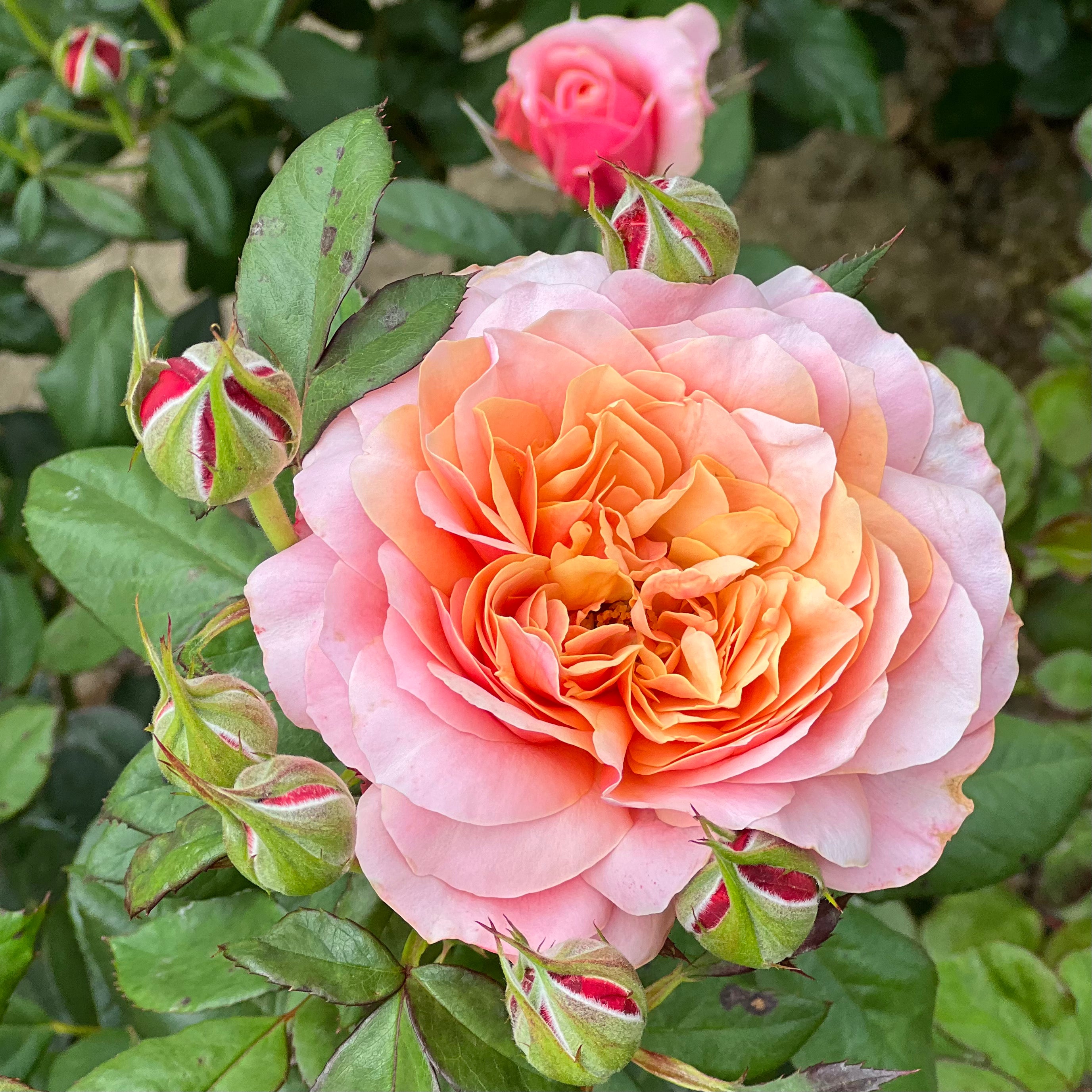 State of Grace™ Bare Root Rose Bush