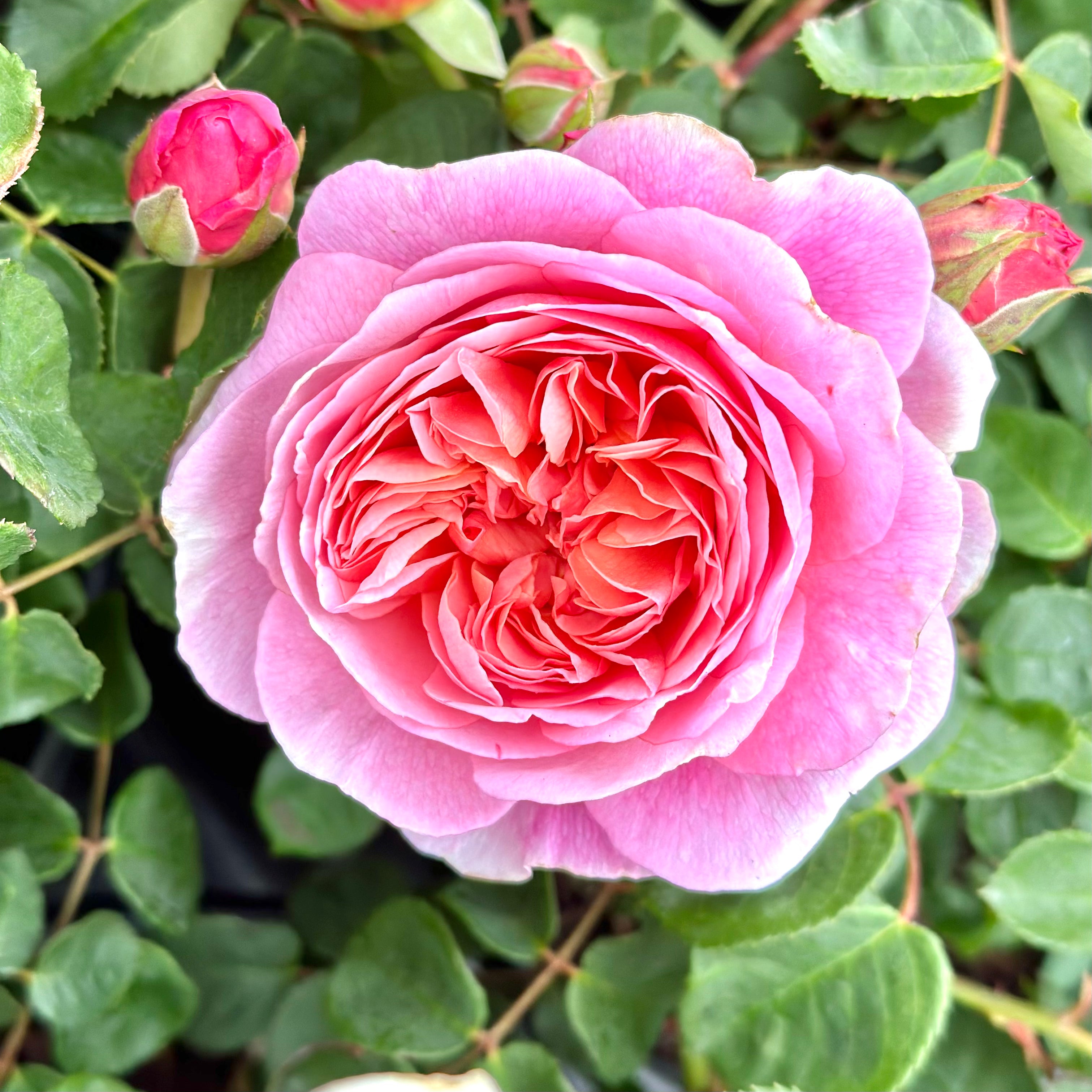 David Austin® Boscobel® Potted Rose Bush