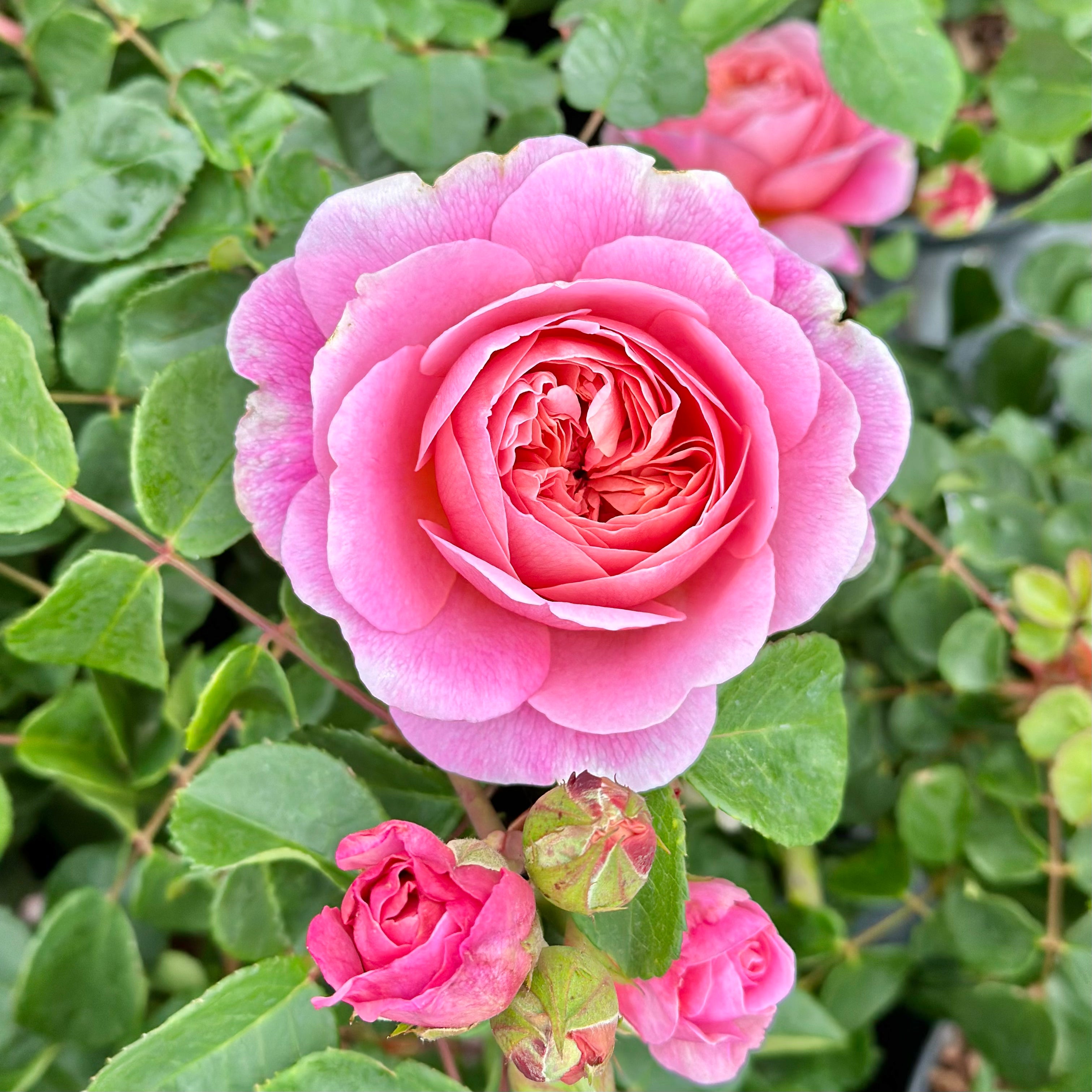 David Austin® Boscobel® Potted Rose Bush