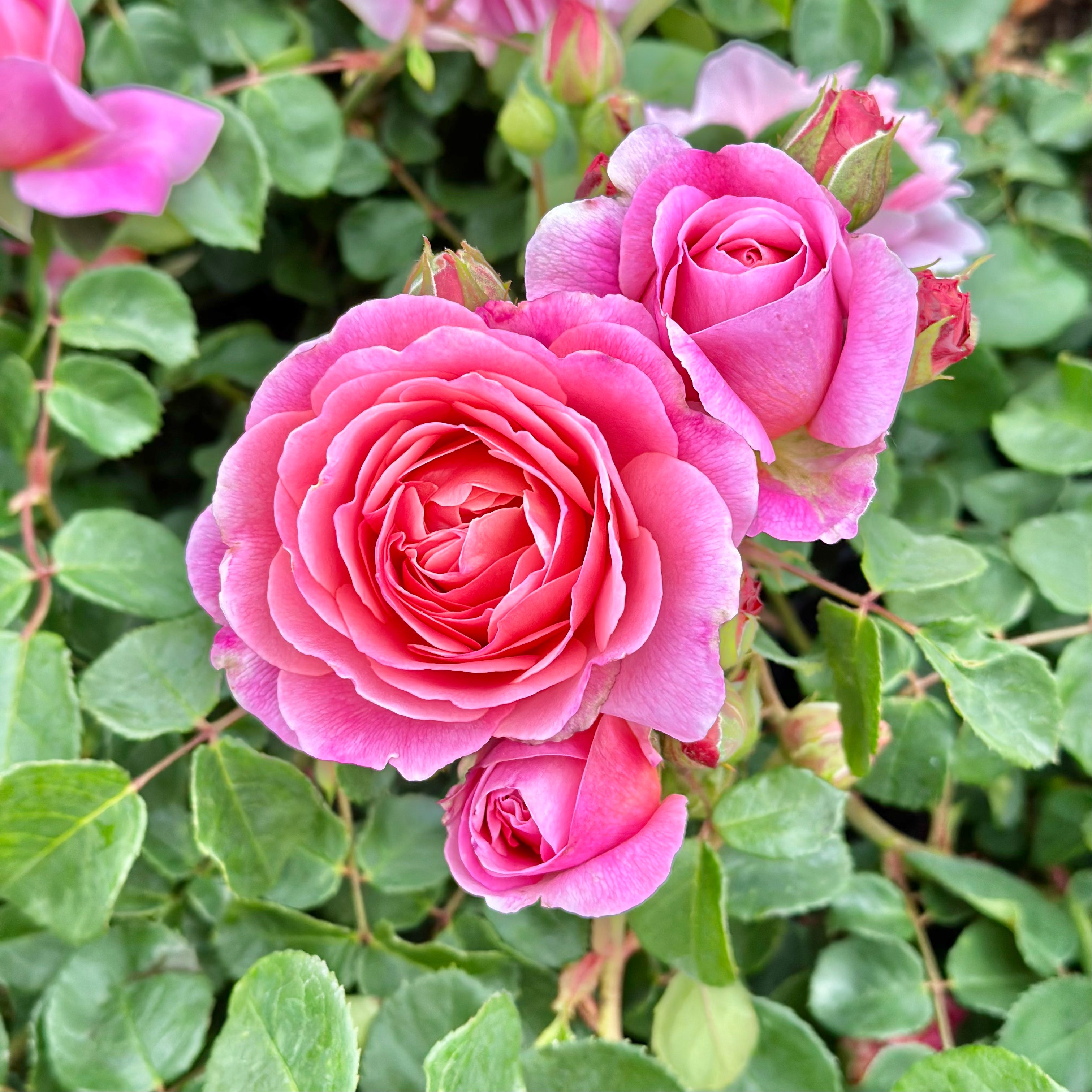 David Austin® Boscobel® Potted Rose Bush