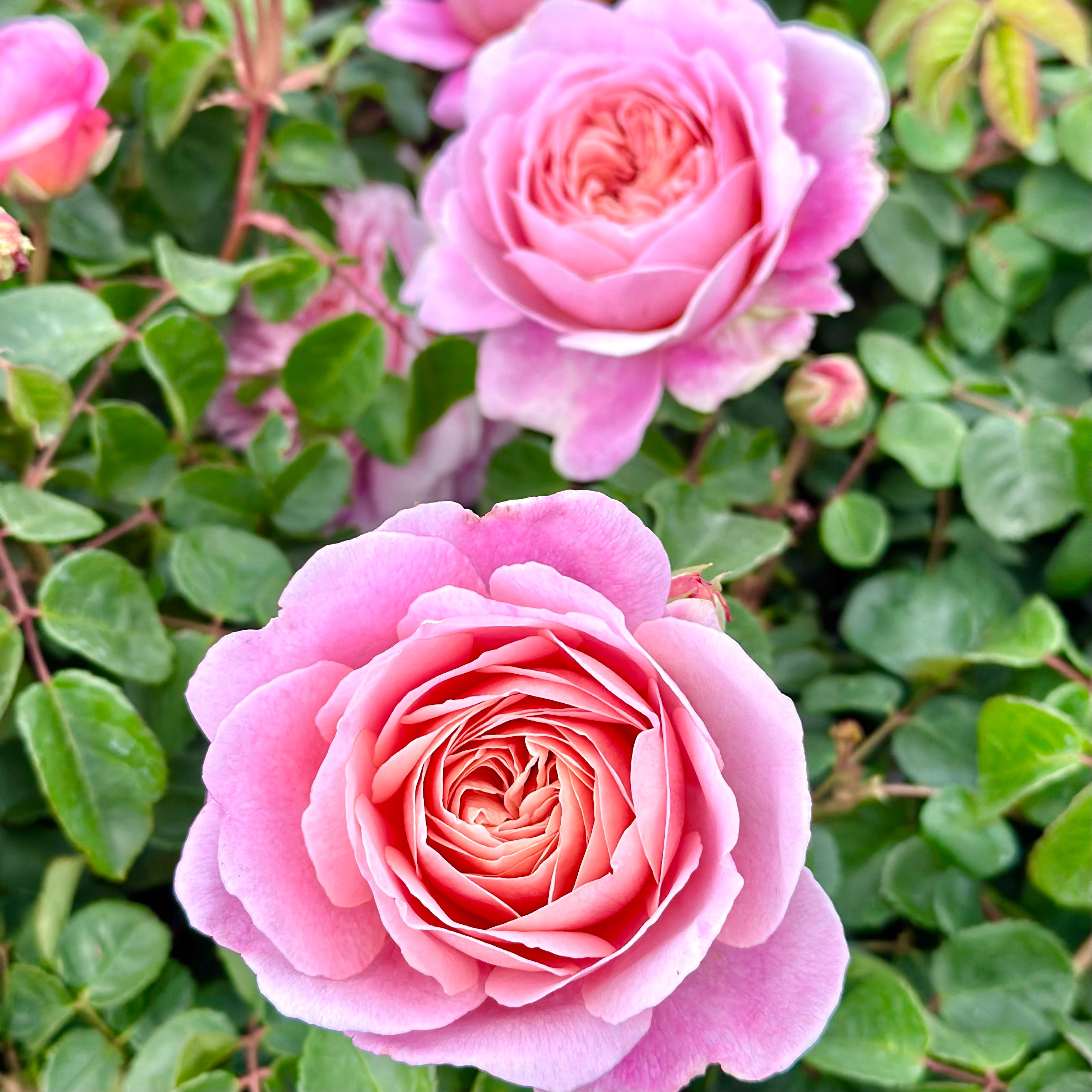 David Austin® Boscobel® Potted Rose Bush