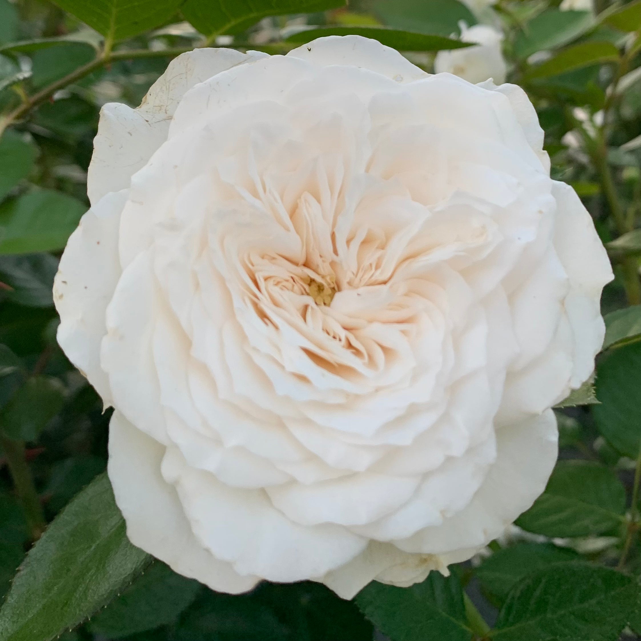 Pure Perfume Potted Rose Bush