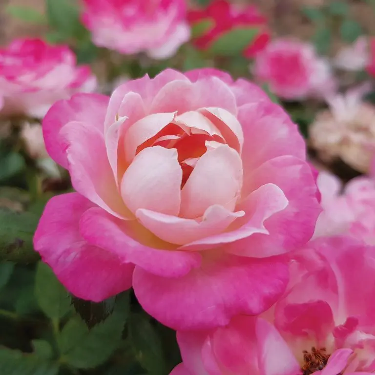 Sunblaze® Pink Potted Rose Bush