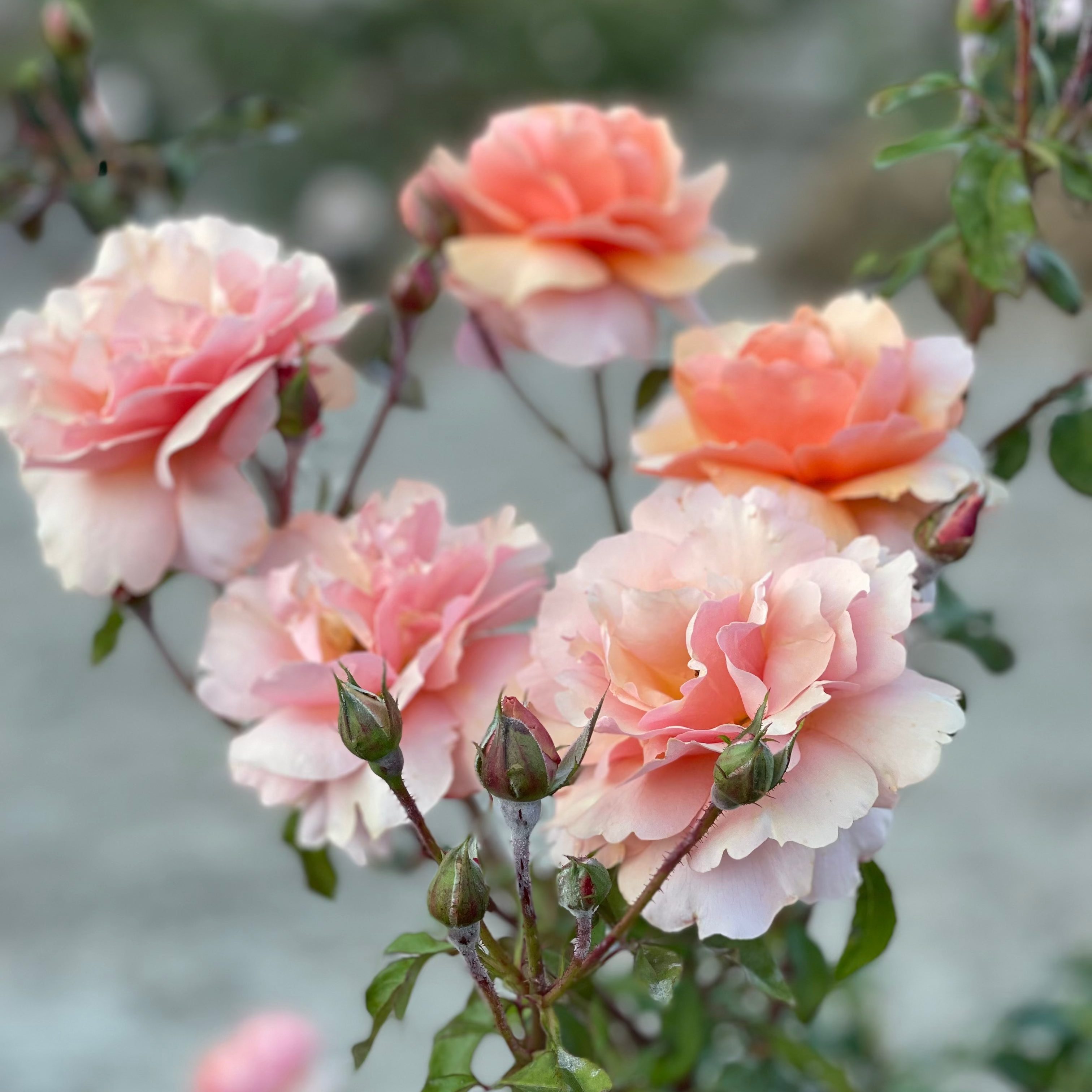 Sunbelt® Soul Sister™ Bare Root Rose Bush