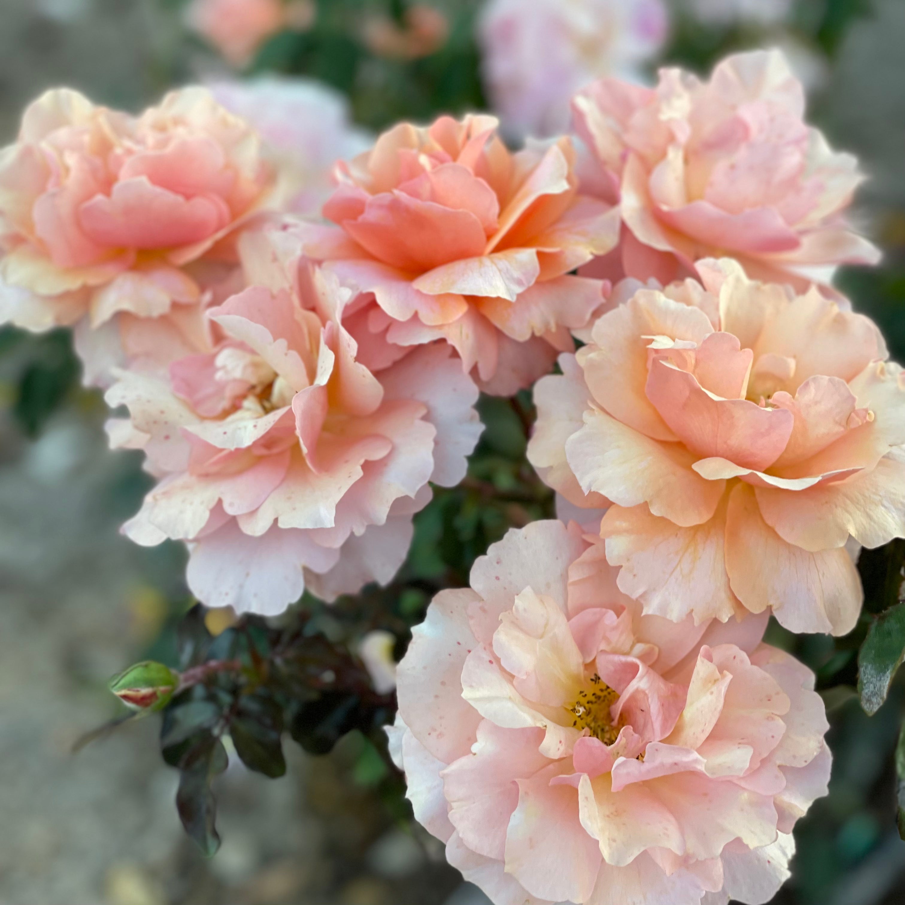 Sunbelt® Soul Sister™ Bare Root Rose Bush