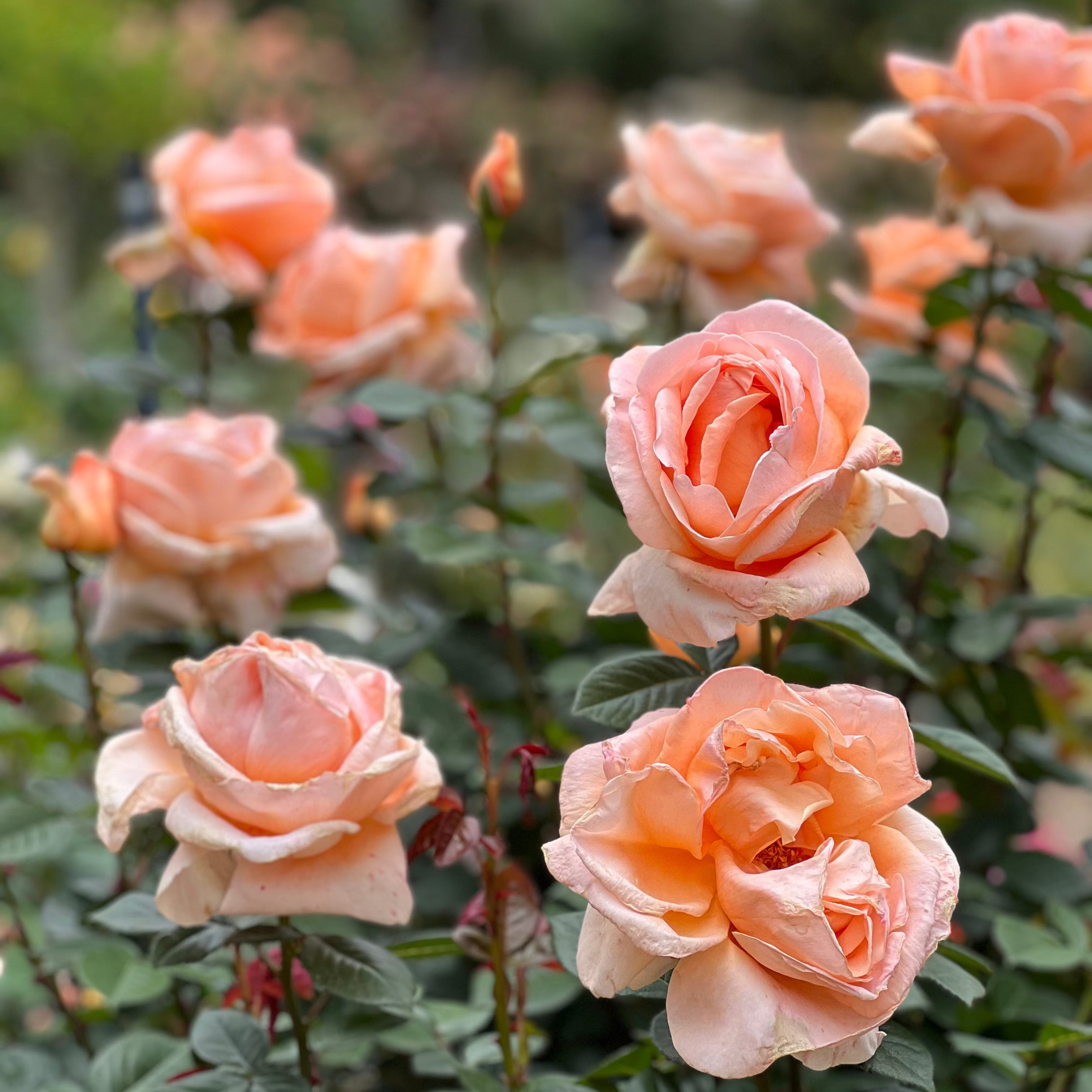 Abbaye de Cluny™ Bare Root Rose Bush