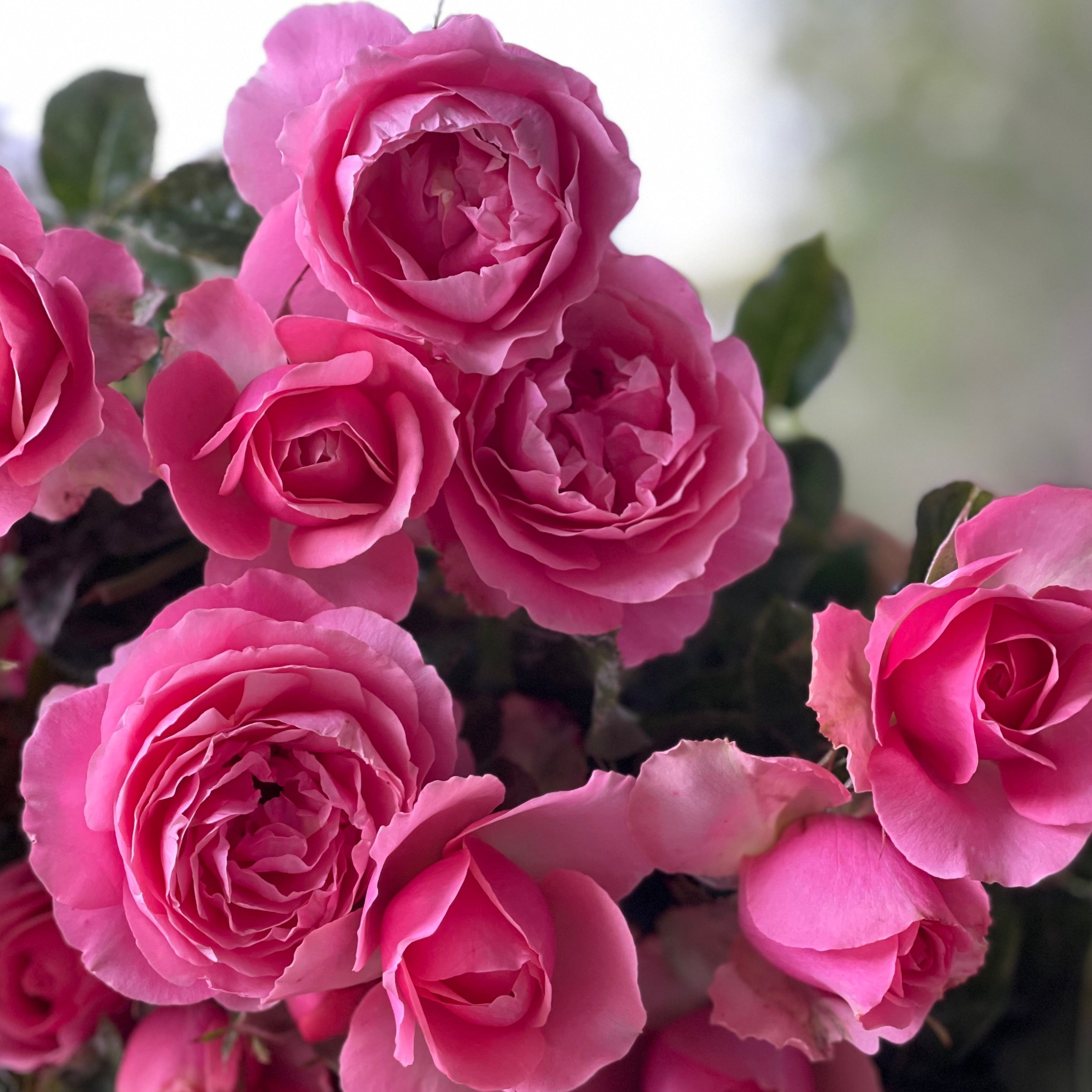 All Dressed Up™ Bare Root Tree Rose