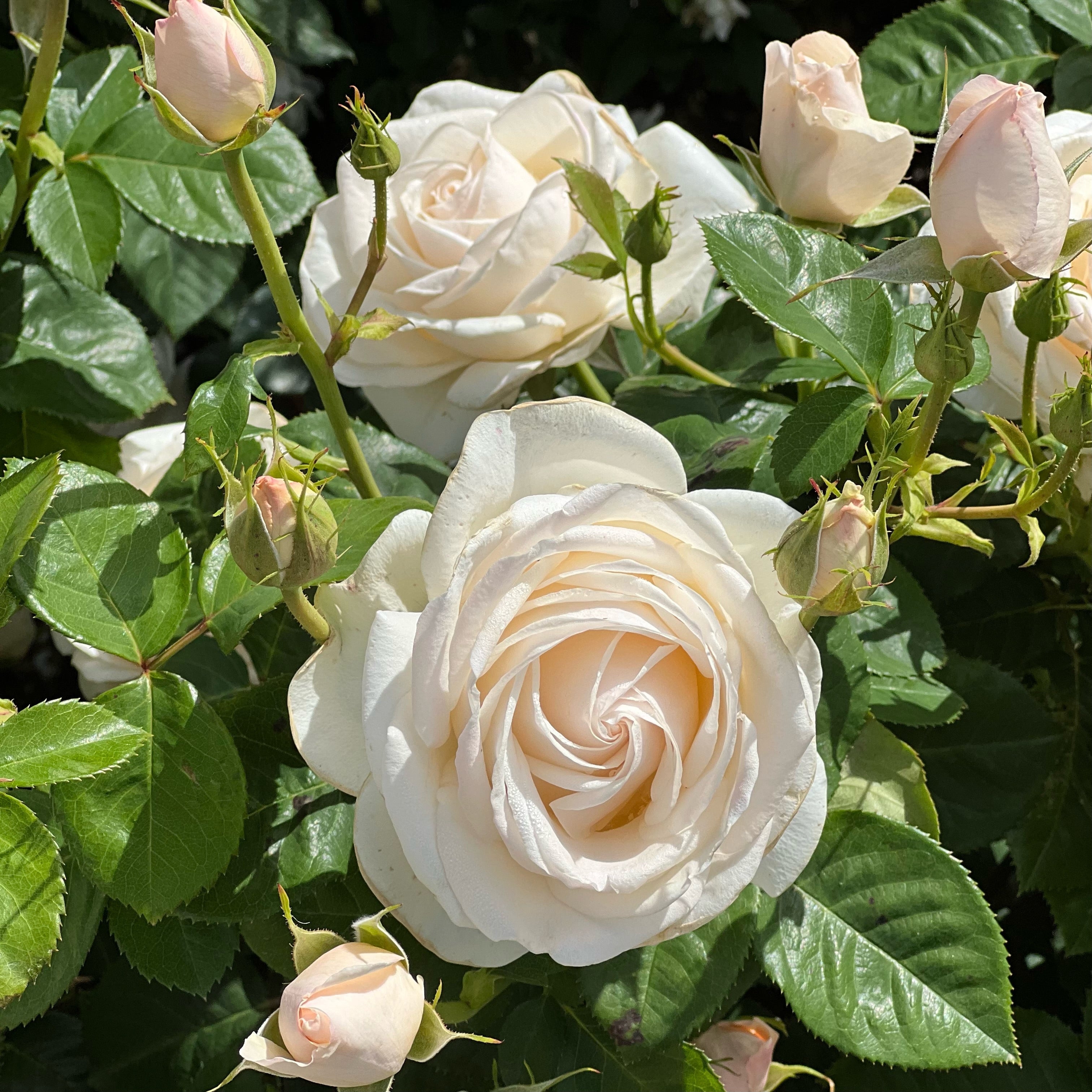 Easy Spirit™ Potted Rose Bush