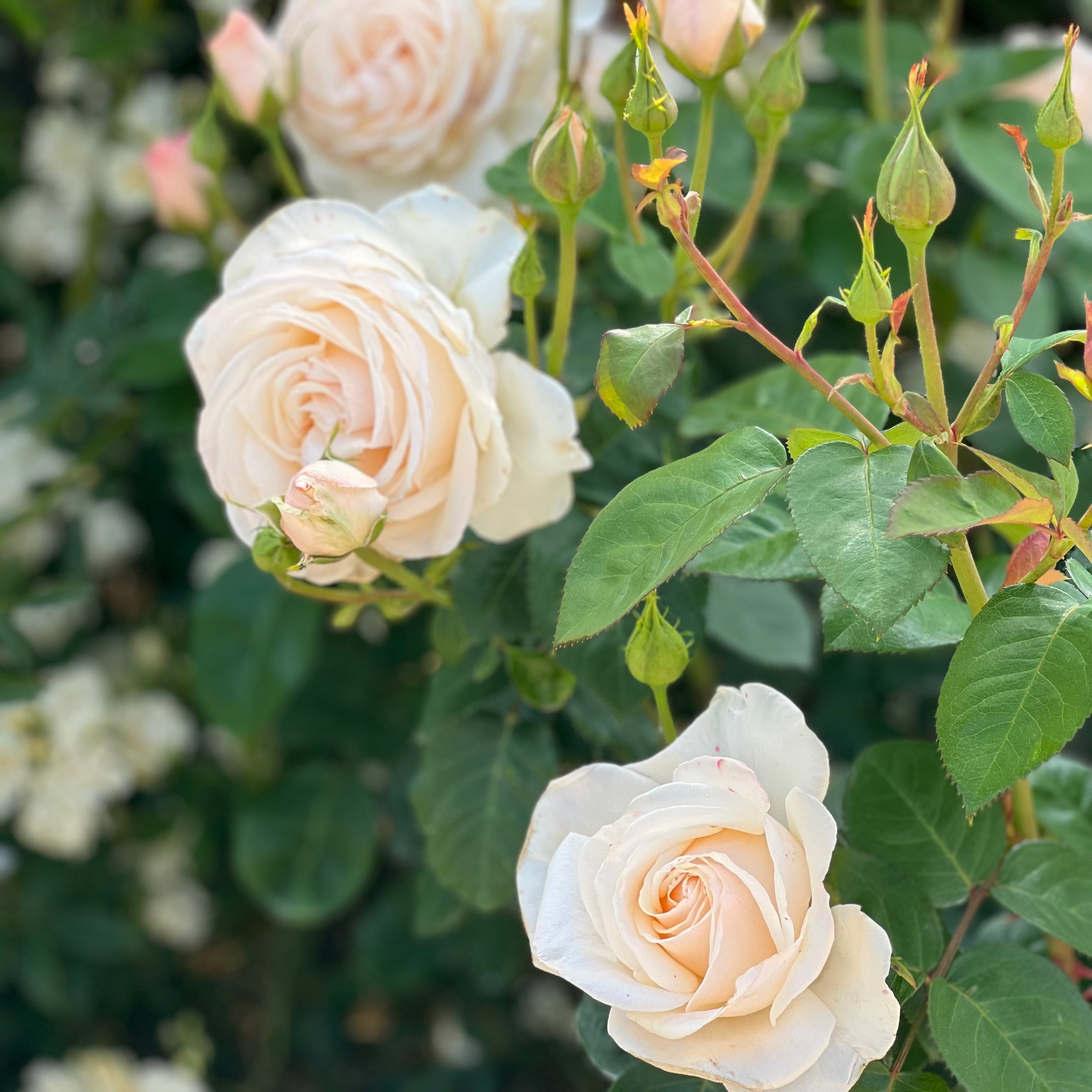 Easy Spirit™ Potted Rose Bush