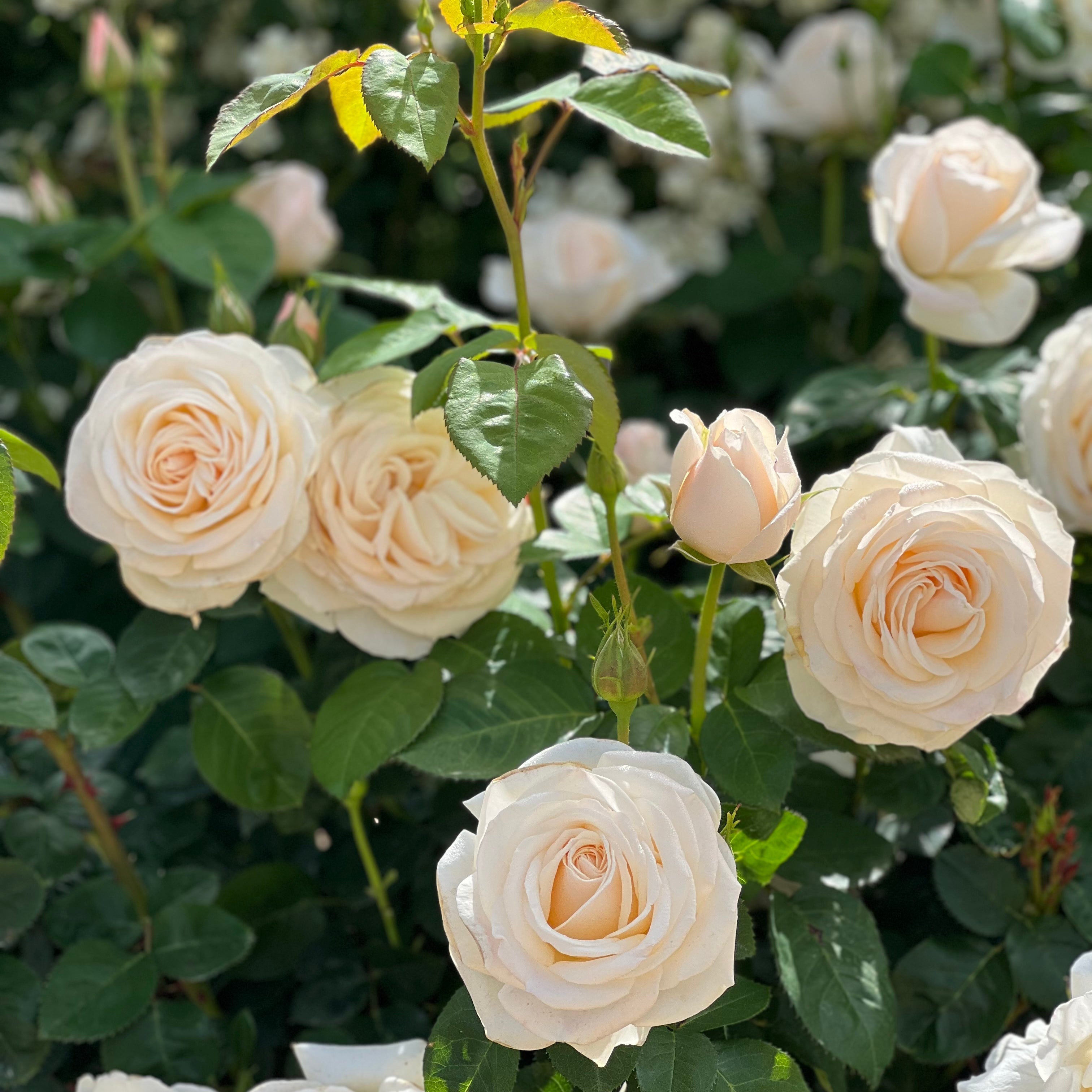 Easy Spirit™ Potted Rose Bush