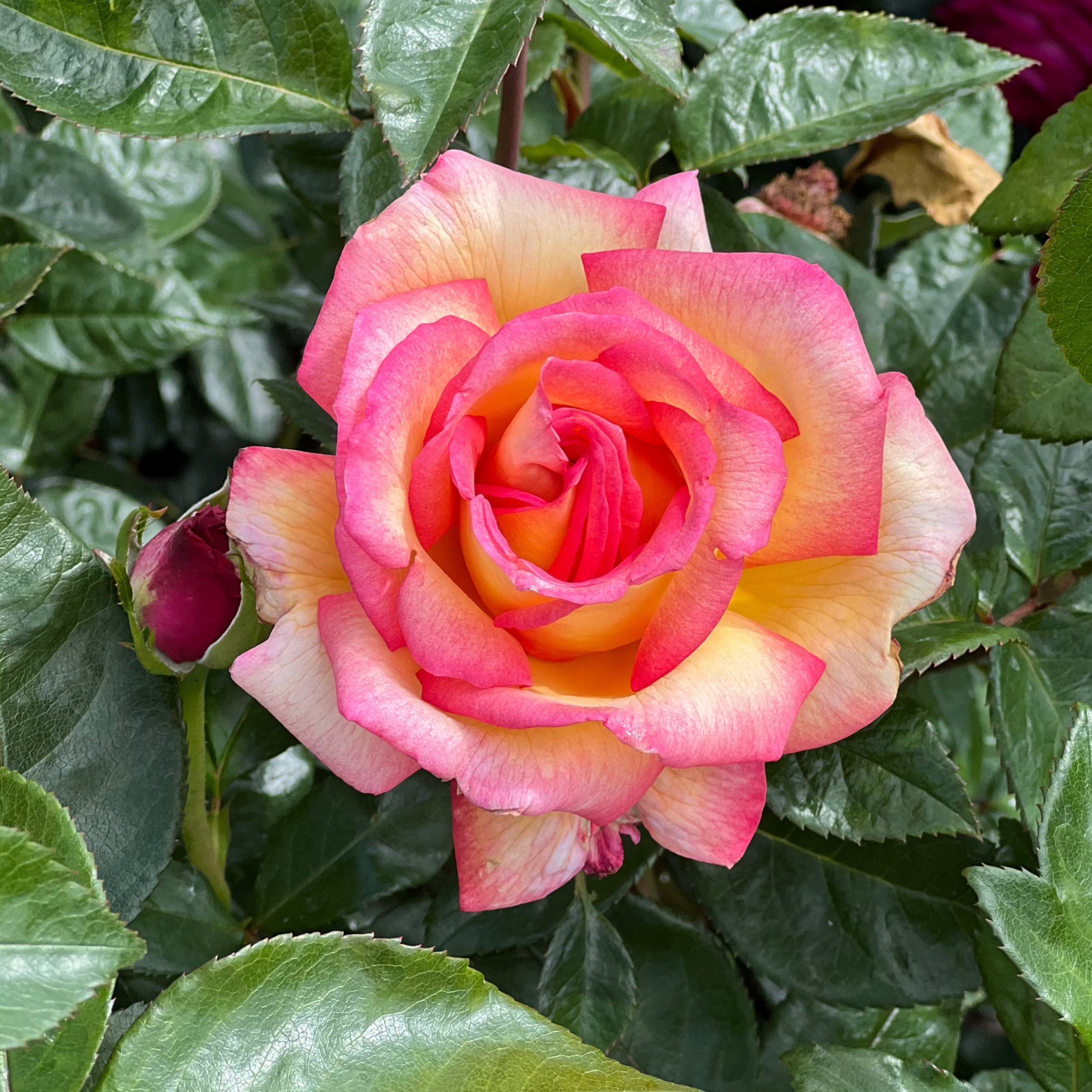 Sheila's Perfume Potted Rose Bush